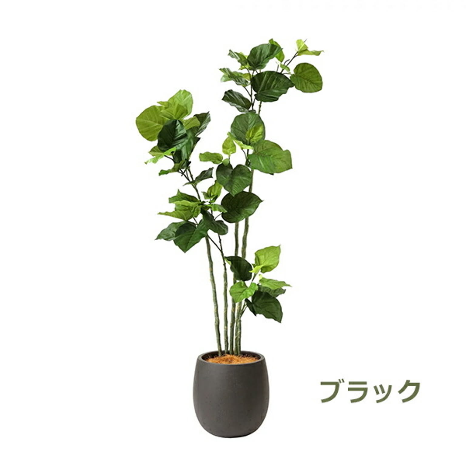 GREENPARK ウンベラータ エッグポット H155cm eco PRGR-1266 プリマ