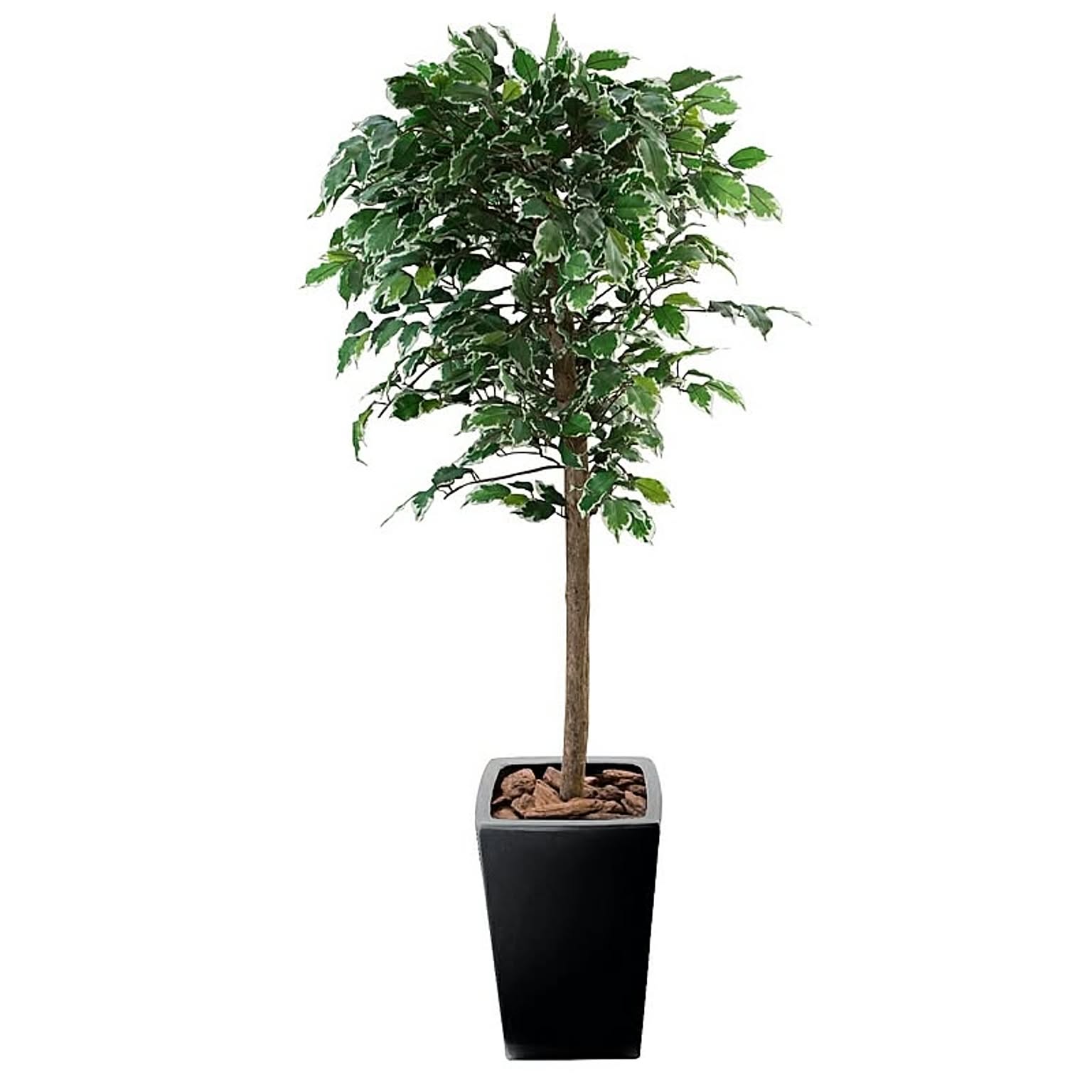 フェイクグリーン ベンジャミン フィカス 155cm 鉢植 L鉢 陶器鉢 スターライト SC/CT触媒