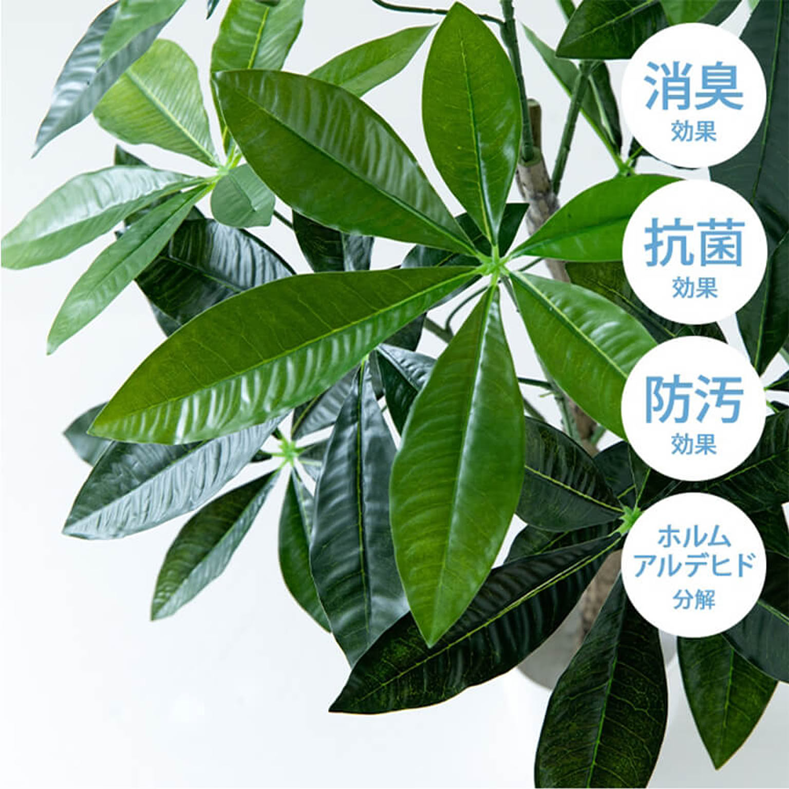 観葉植物