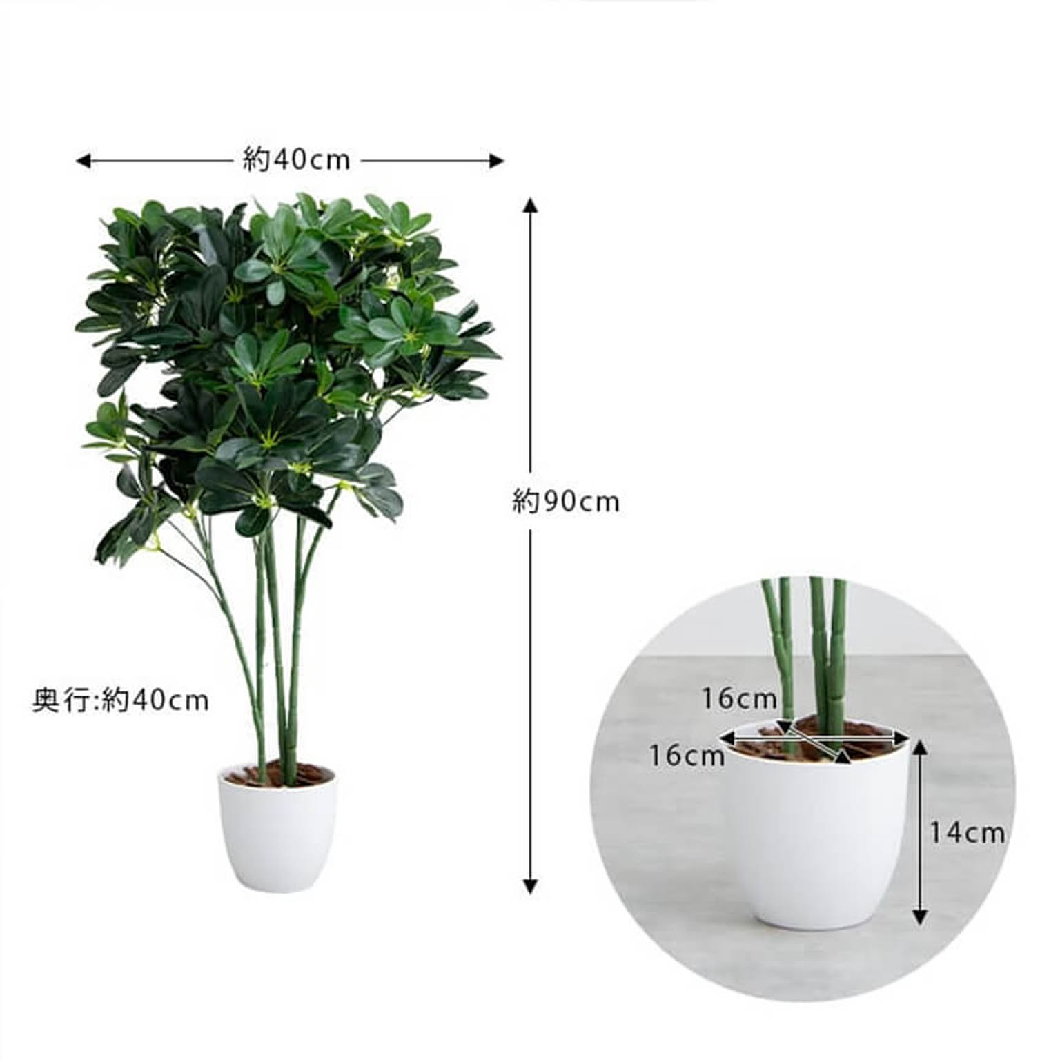 観葉植物