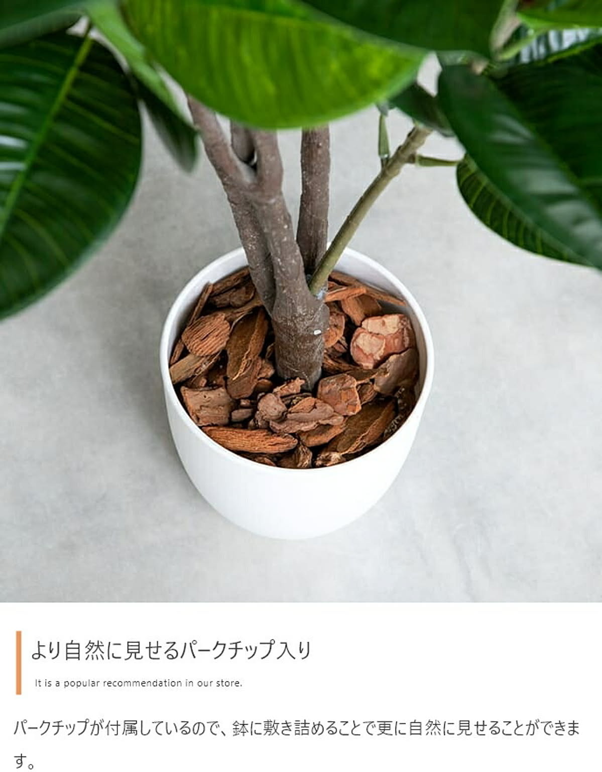 観葉植物