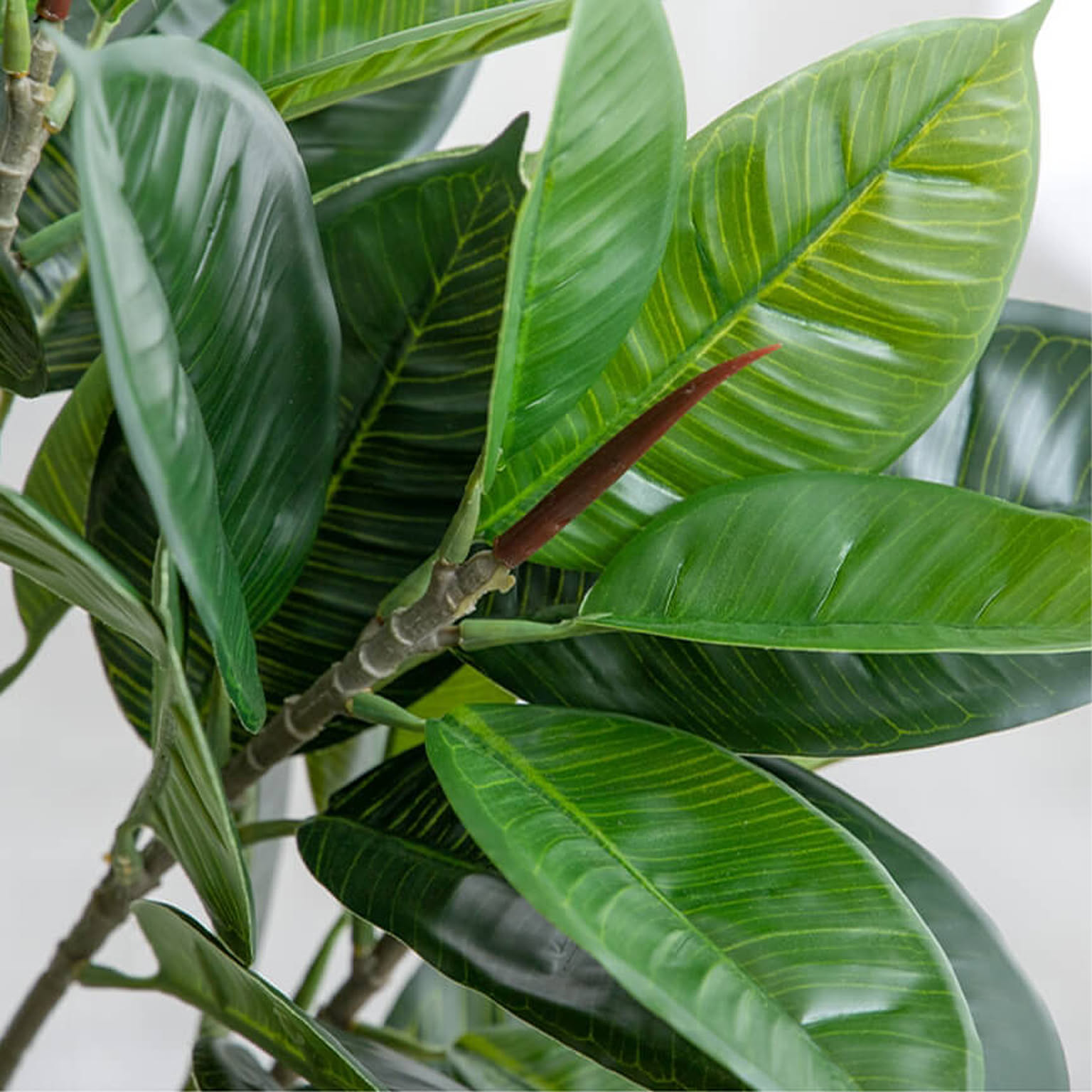 観葉植物