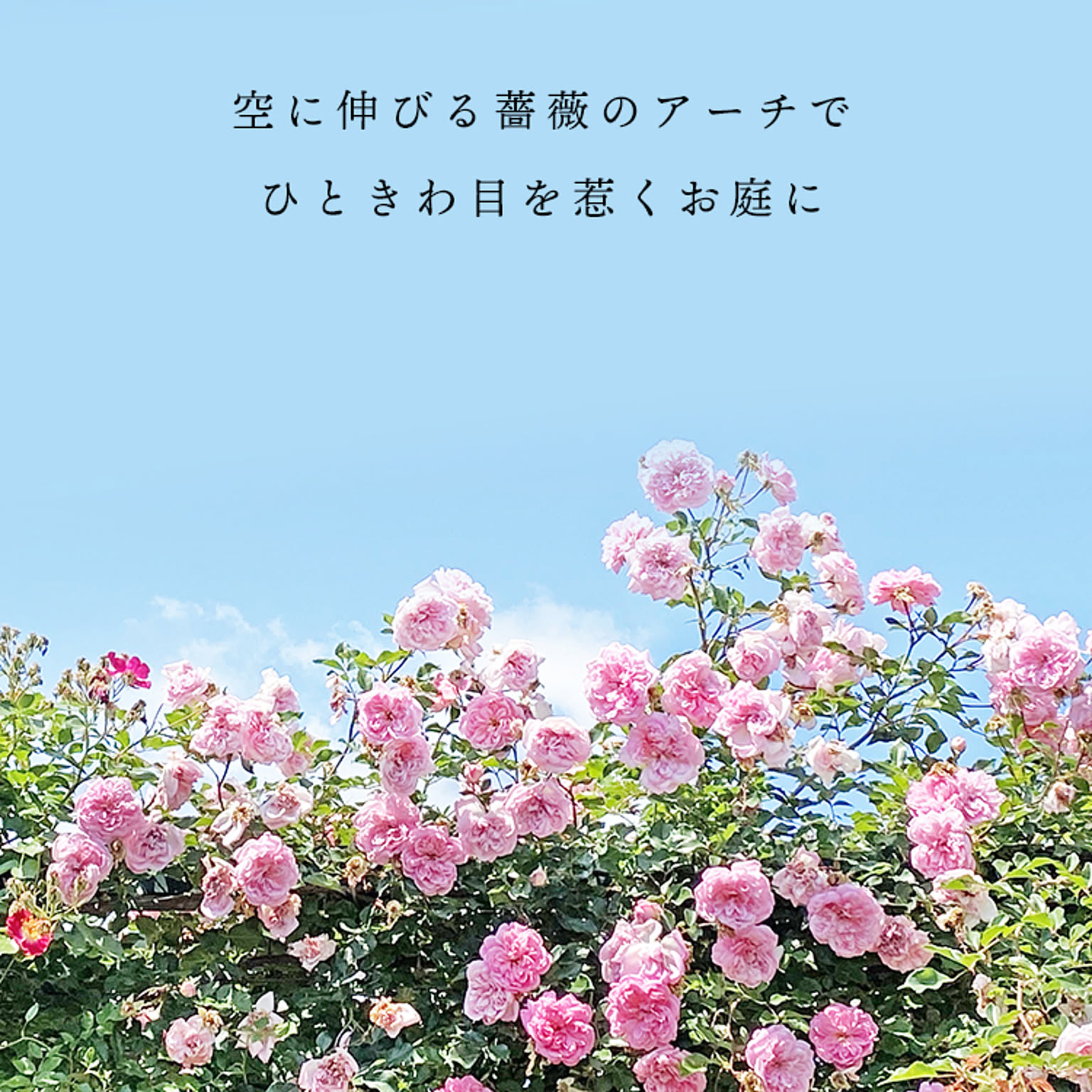 小林金物 フラワーアーチ 普及型 No.216 国産 バラアーチ 幅120×高さ