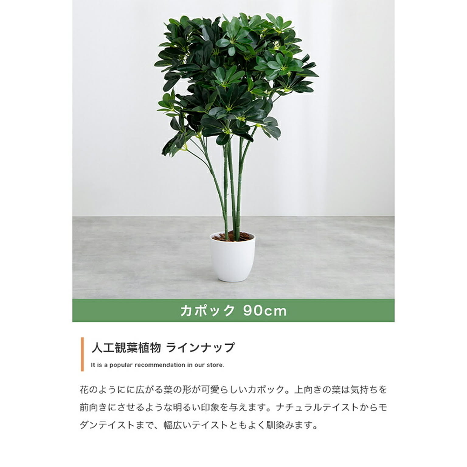 観葉植物