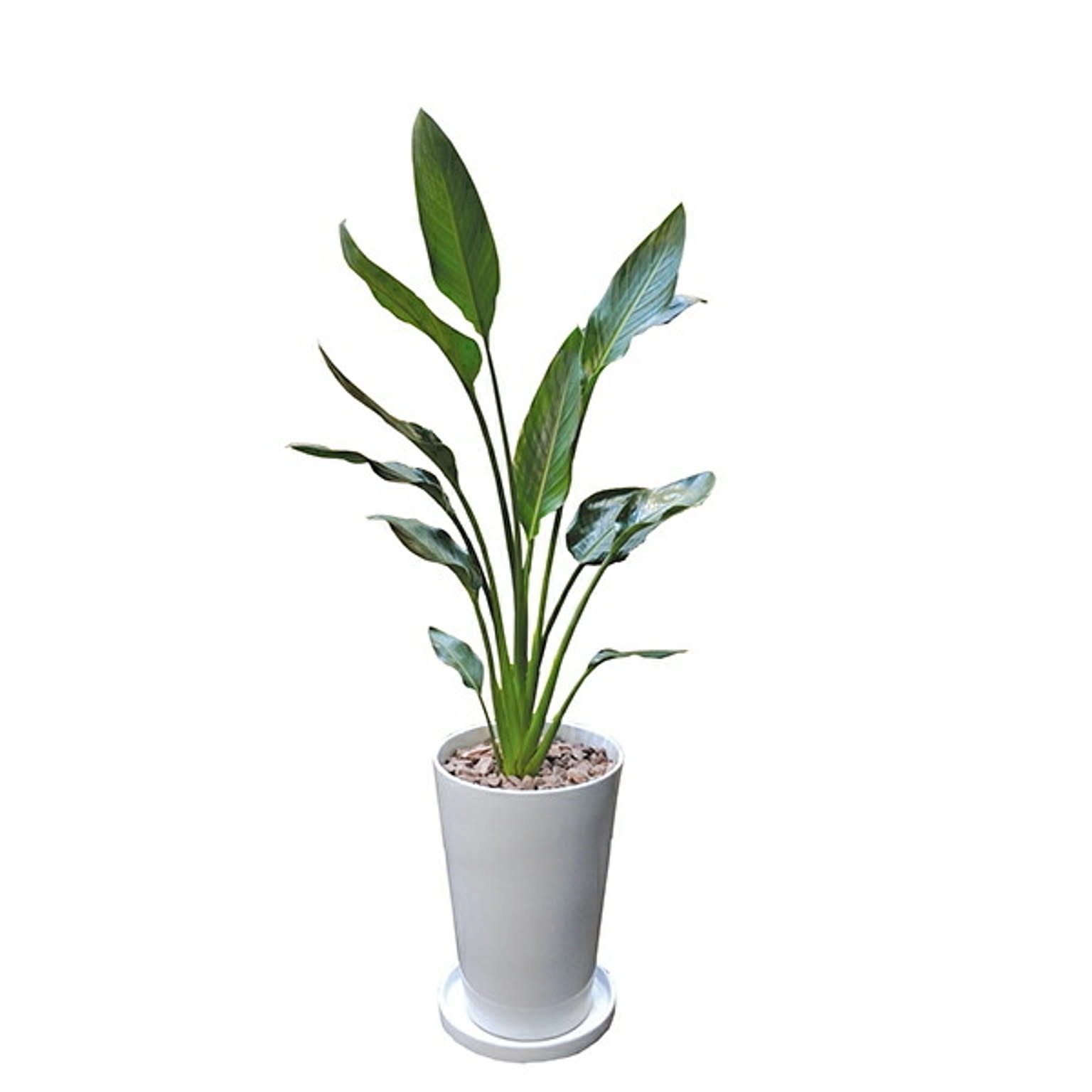 INTERIOR PLANTS陶器LLシリーズ/レギネ (株)インタープラネット