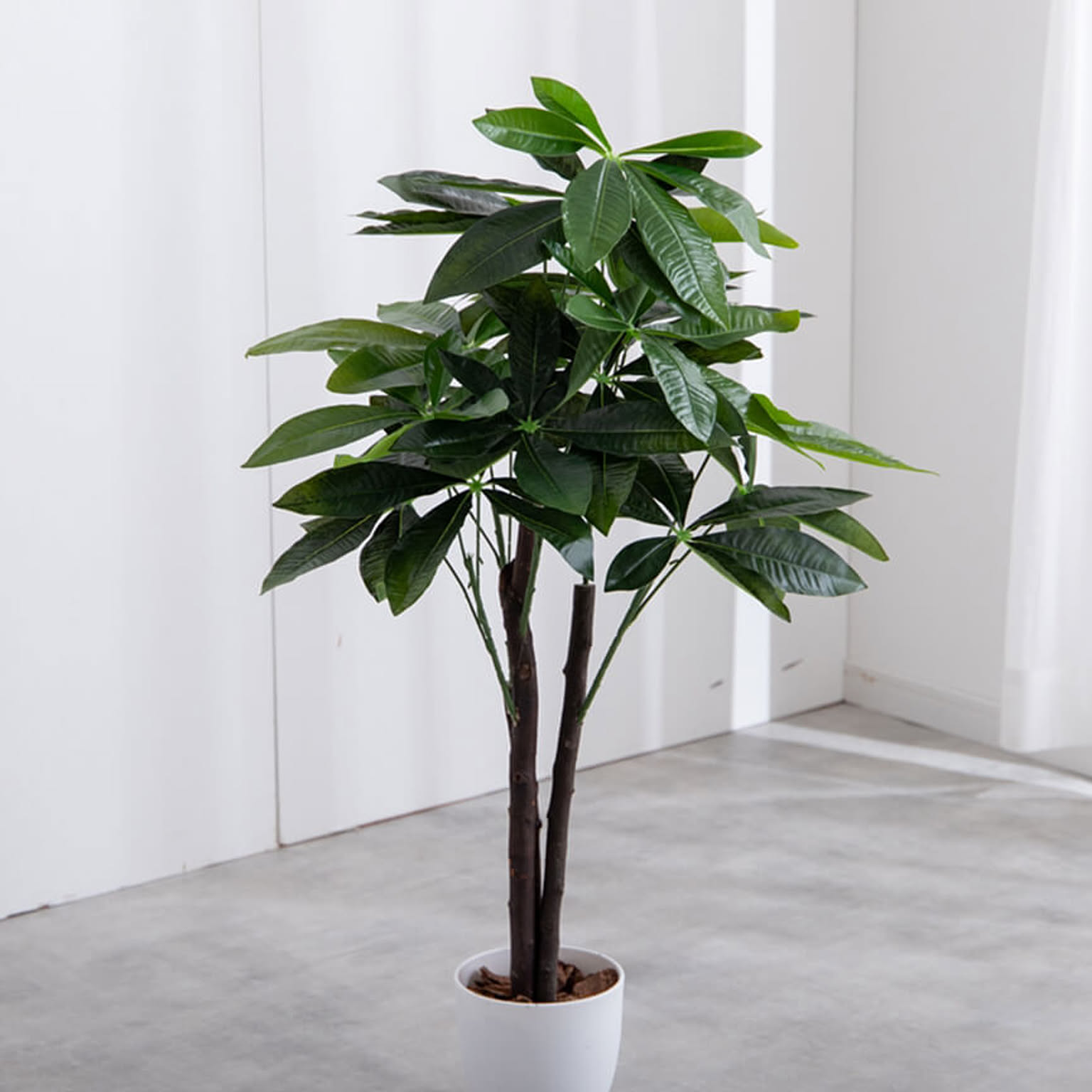 観葉植物