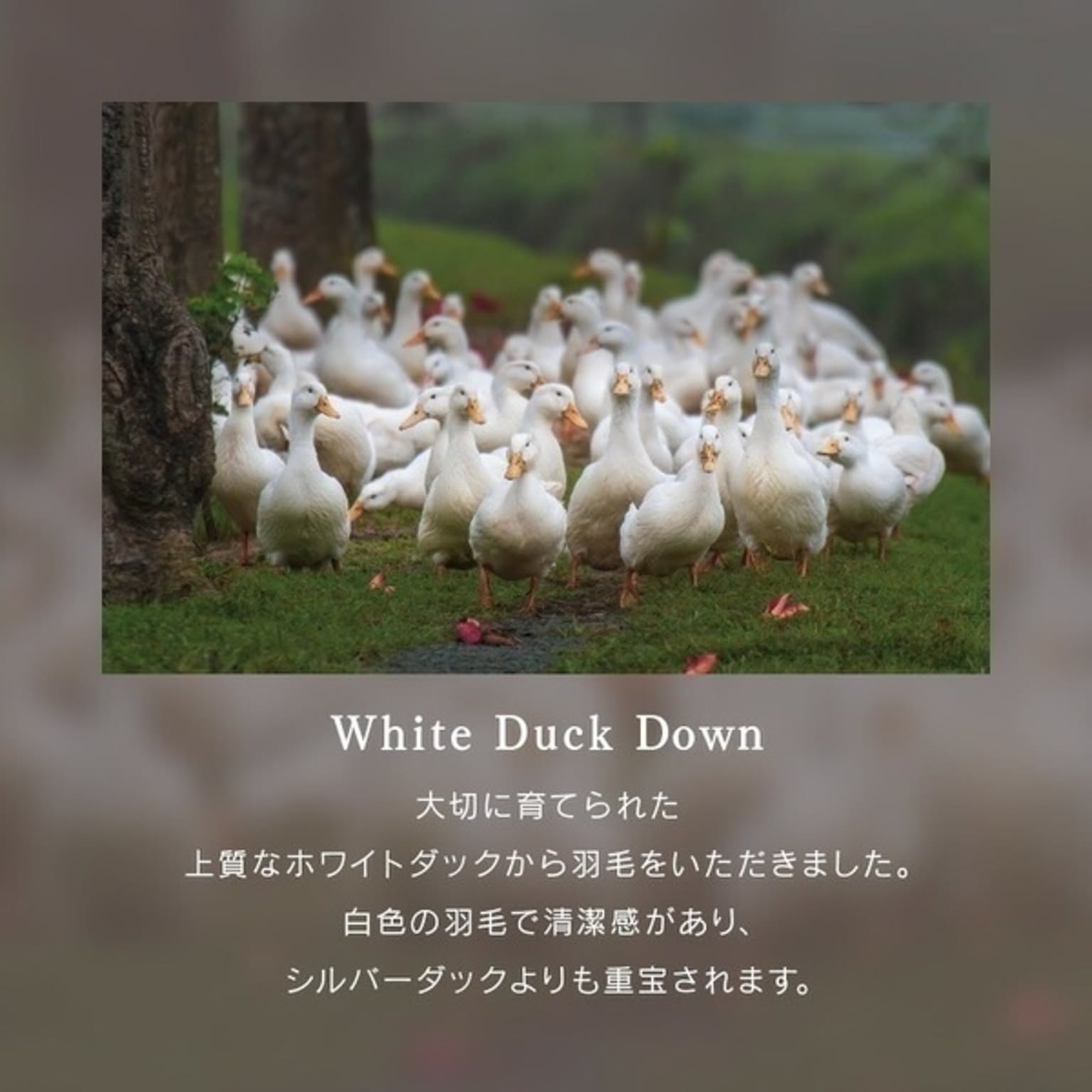 羽毛布団・羽根布団
