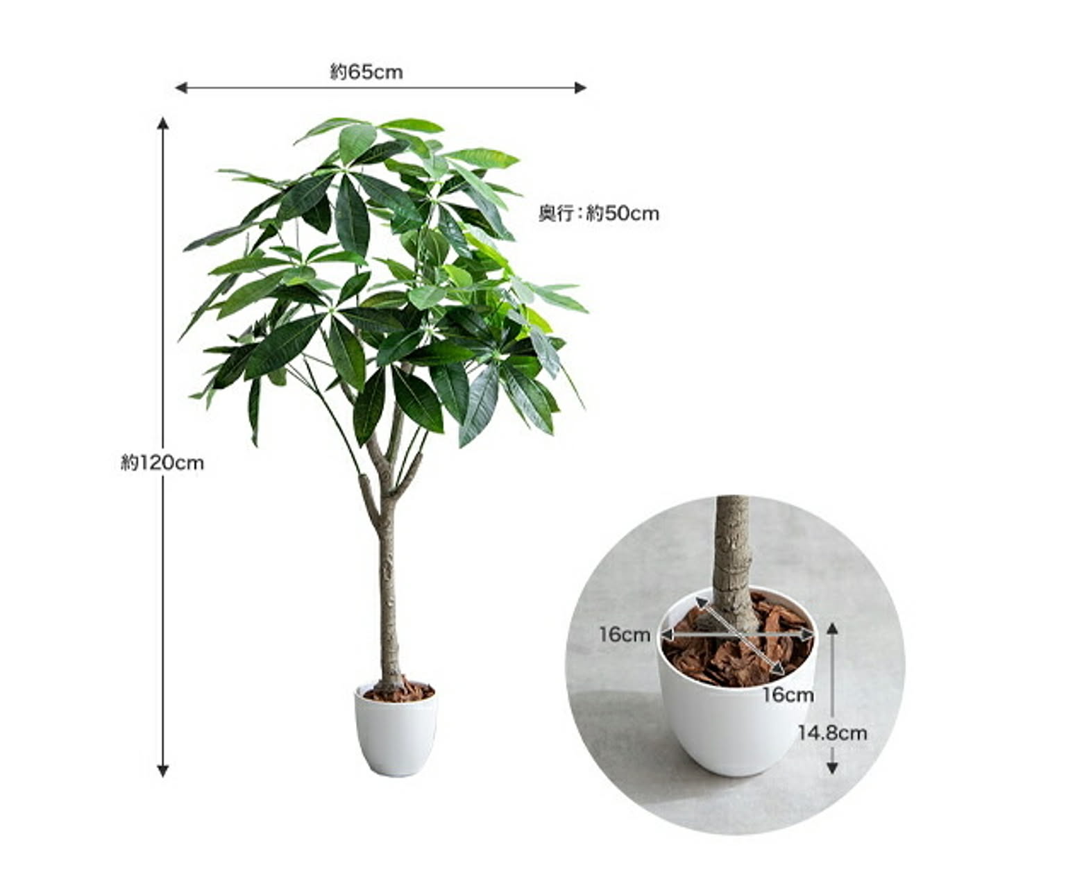 観葉植物