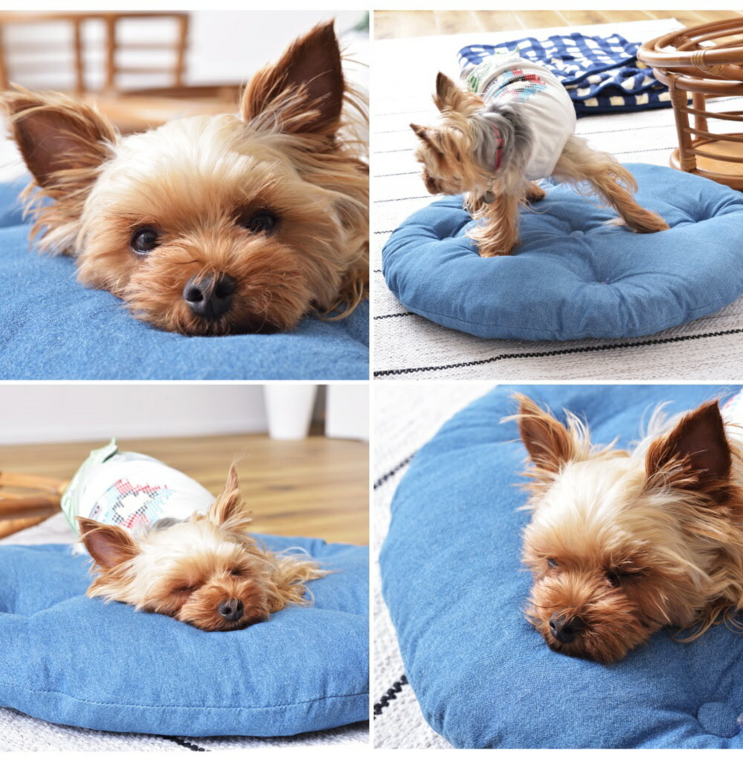 犬用インテリア・犬用家具