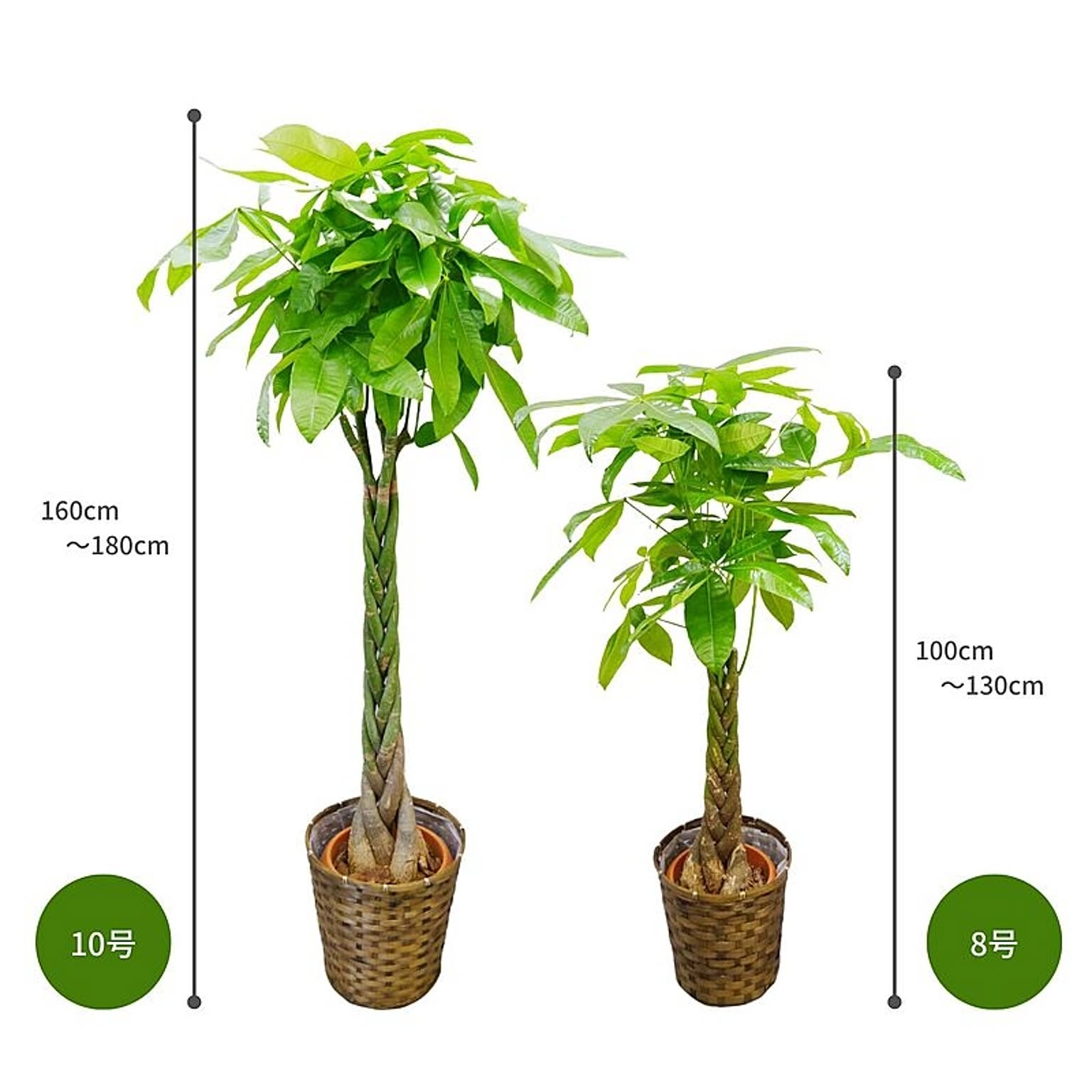 観葉植物