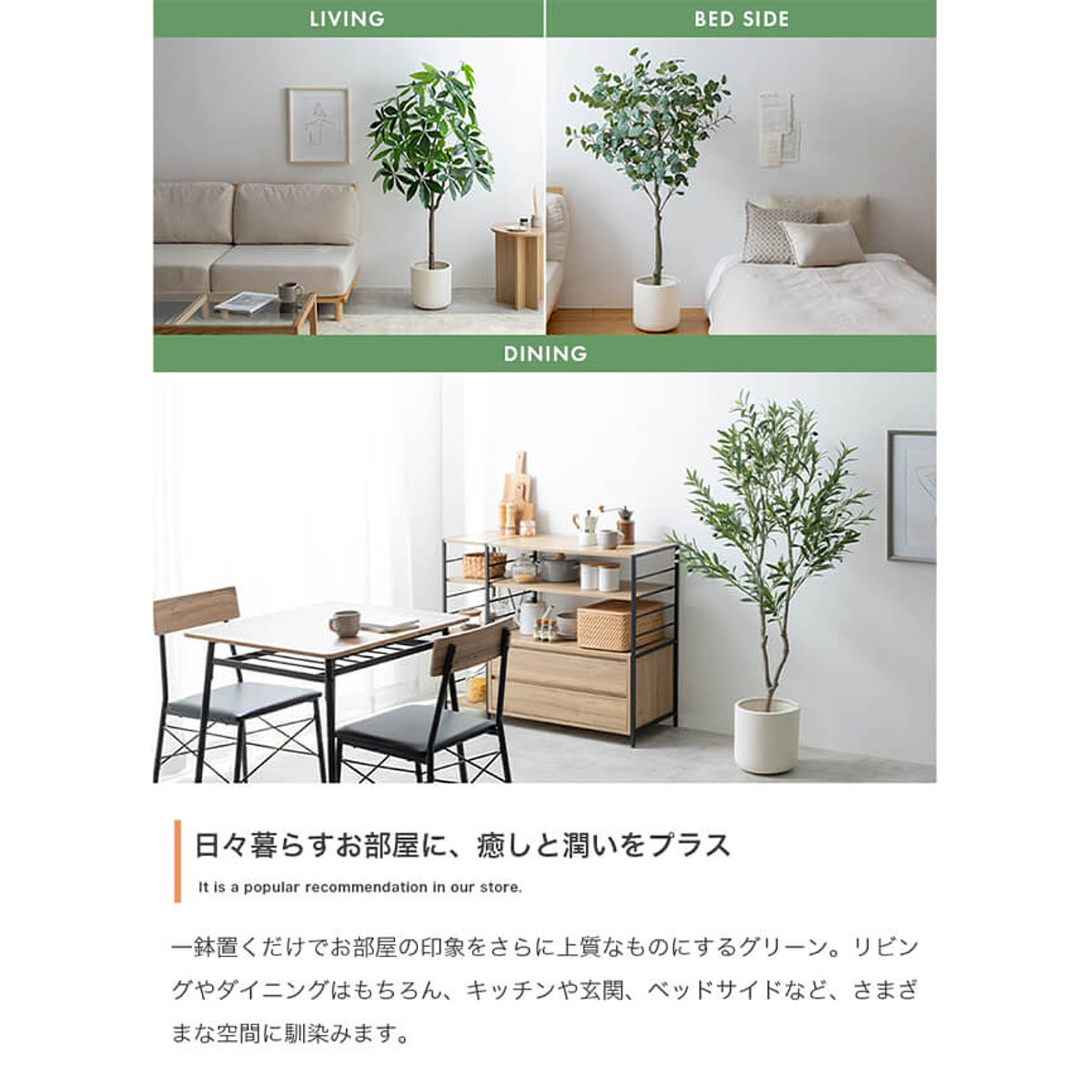 観葉植物