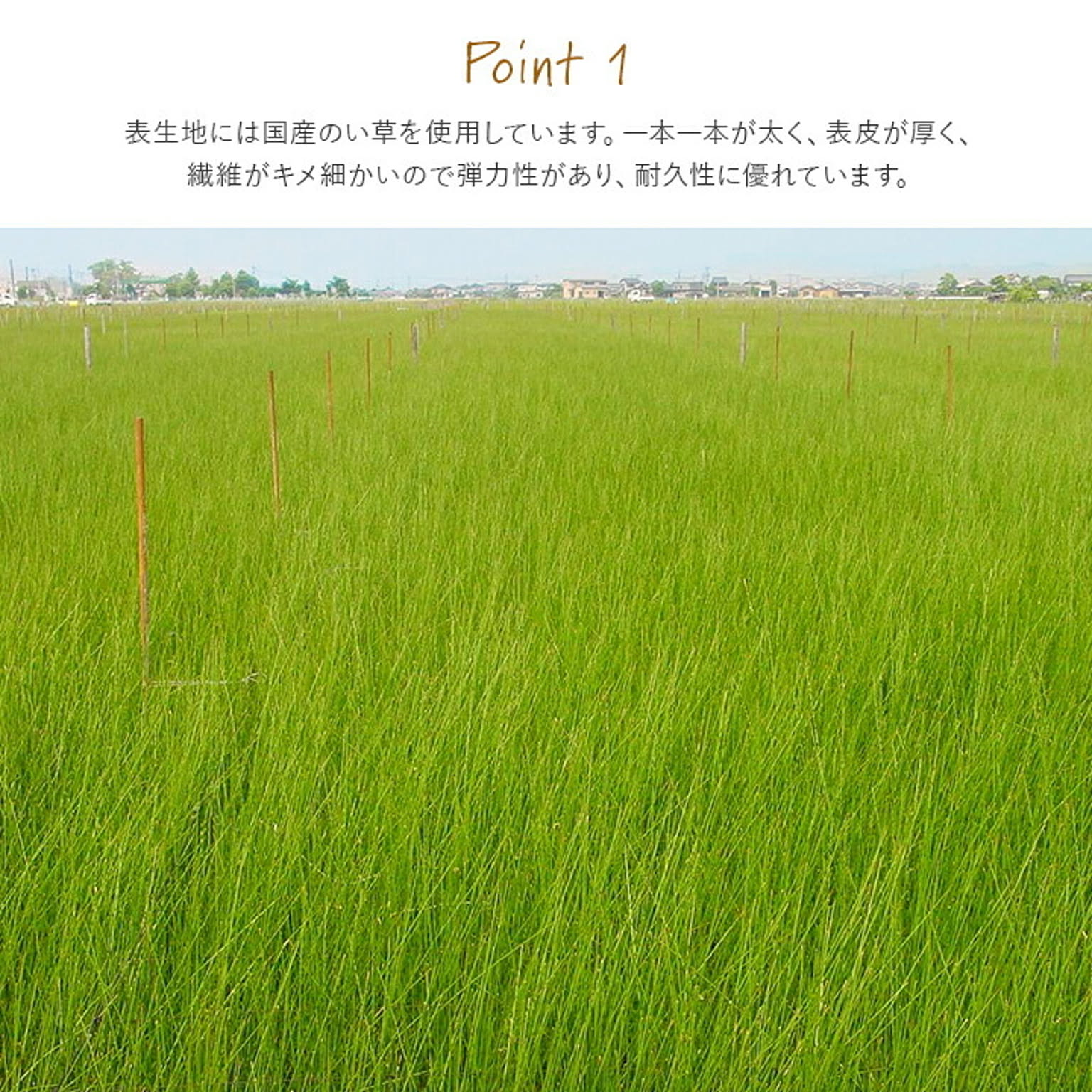 ござ・い草ラグ
