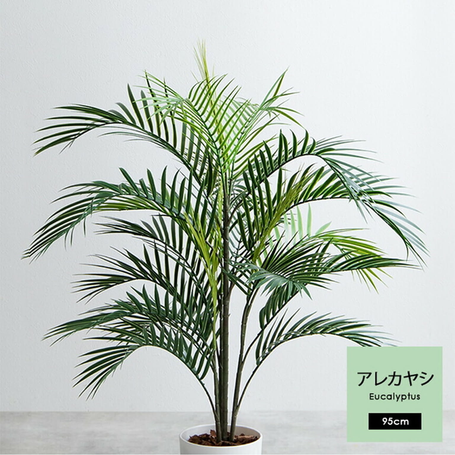 観葉植物