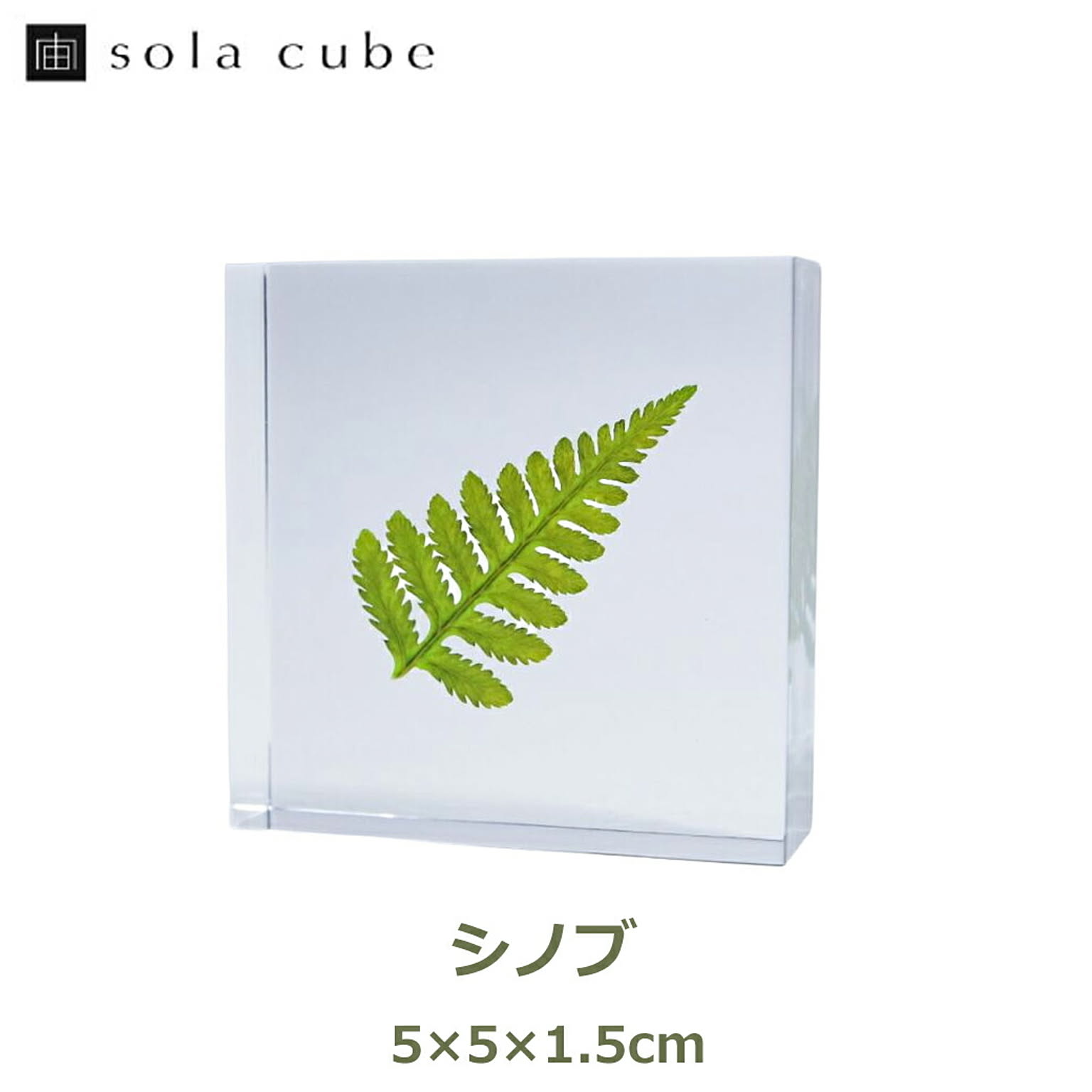 置物・オブジェ