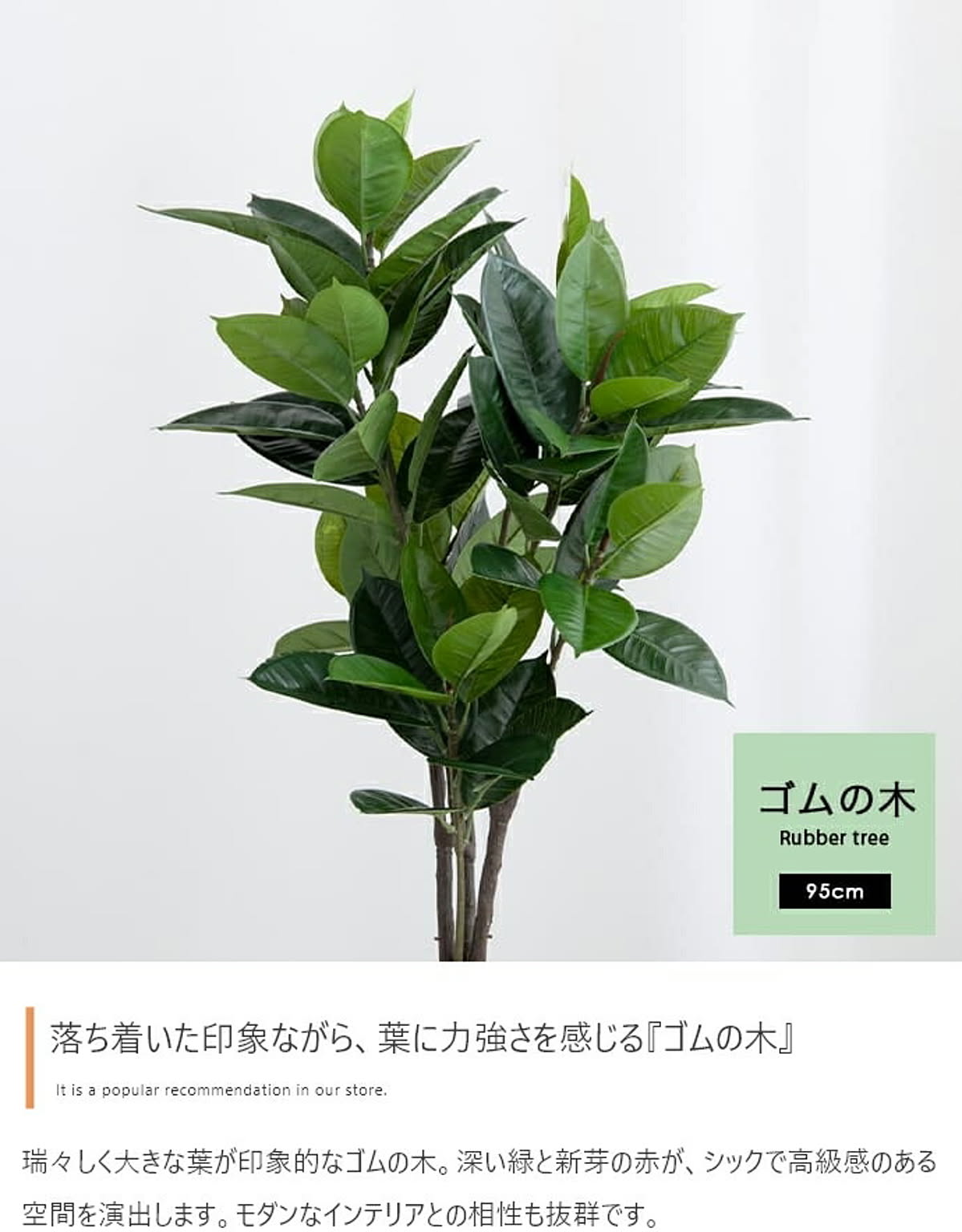 観葉植物