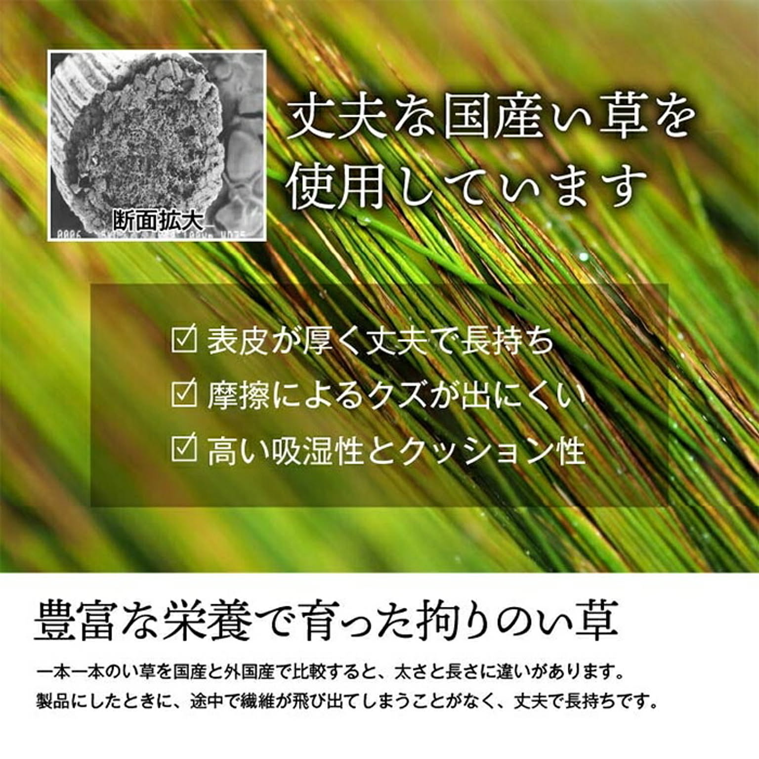 ござ・い草ラグ