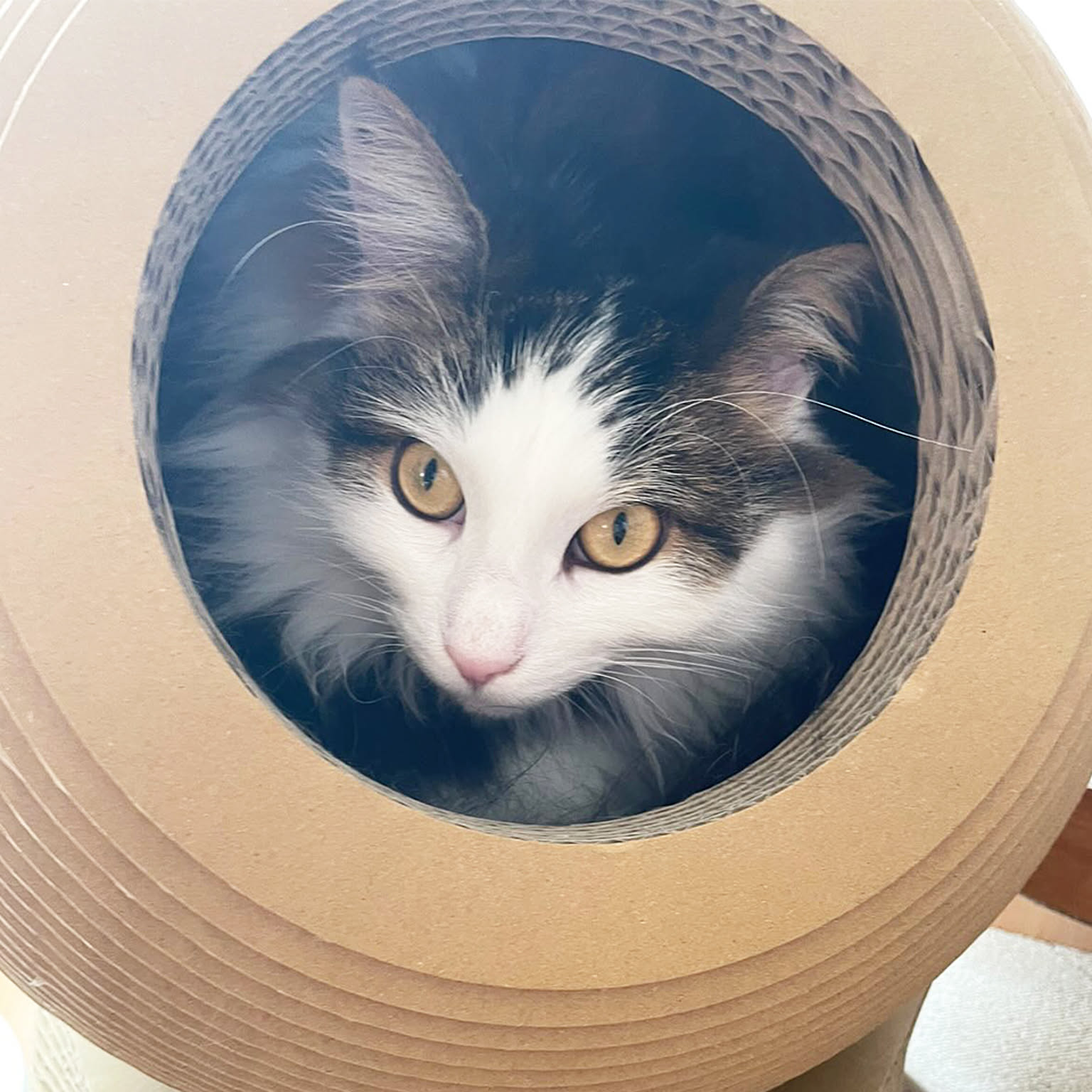 猫用インテリア・猫用家具