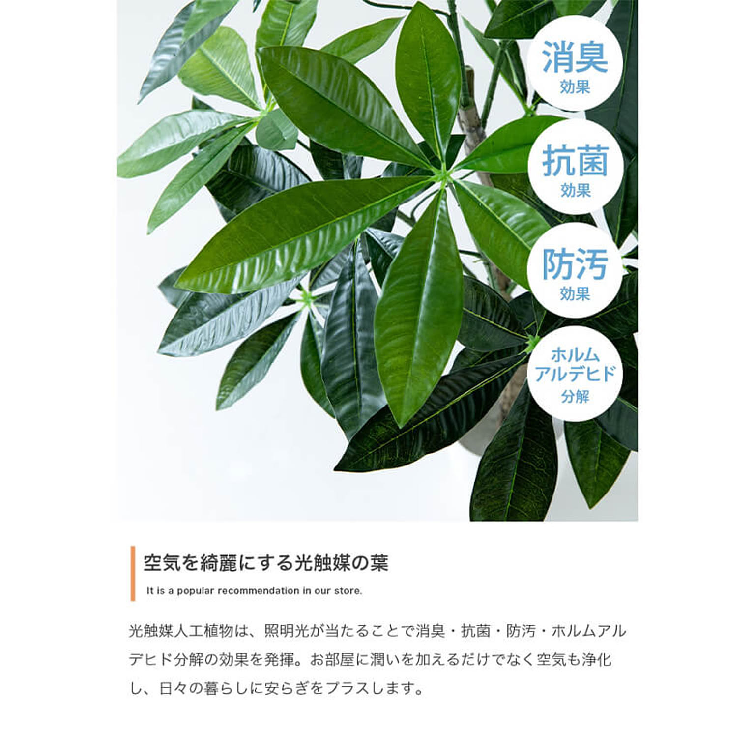 観葉植物