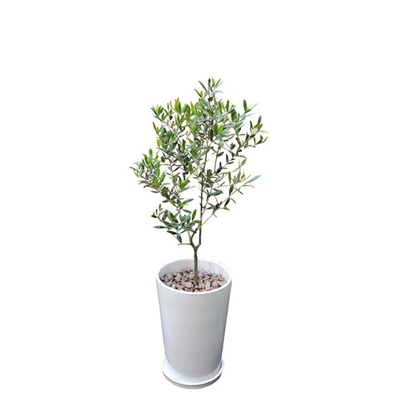 INTERIOR PLANTS陶器Lシリーズ/オリーブ (株)インタープラネット