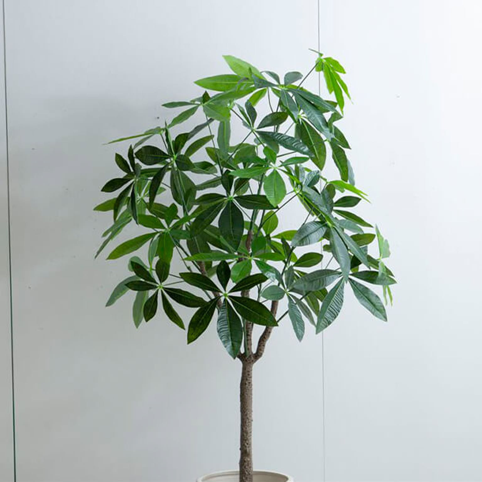 観葉植物