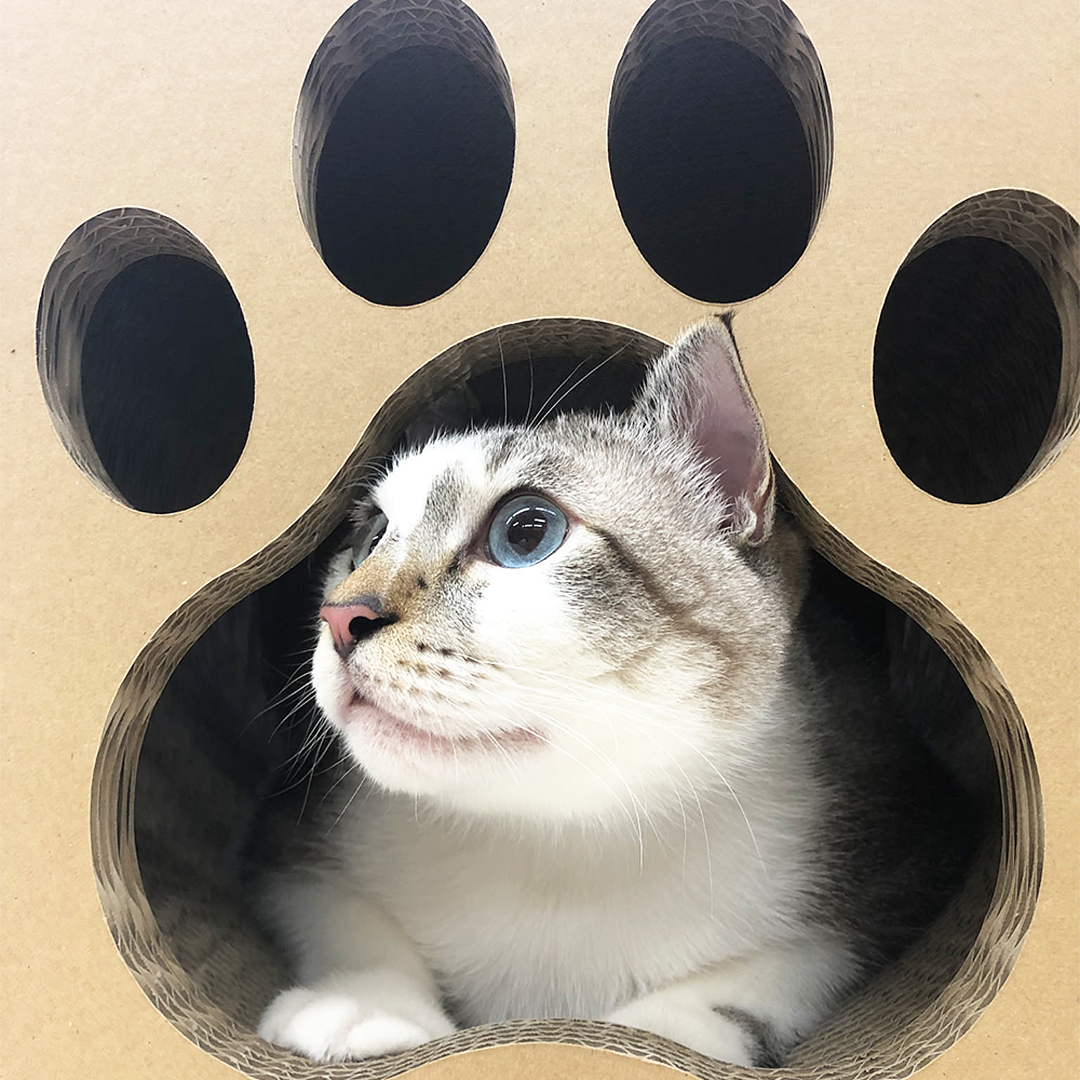 猫用インテリア・猫用家具