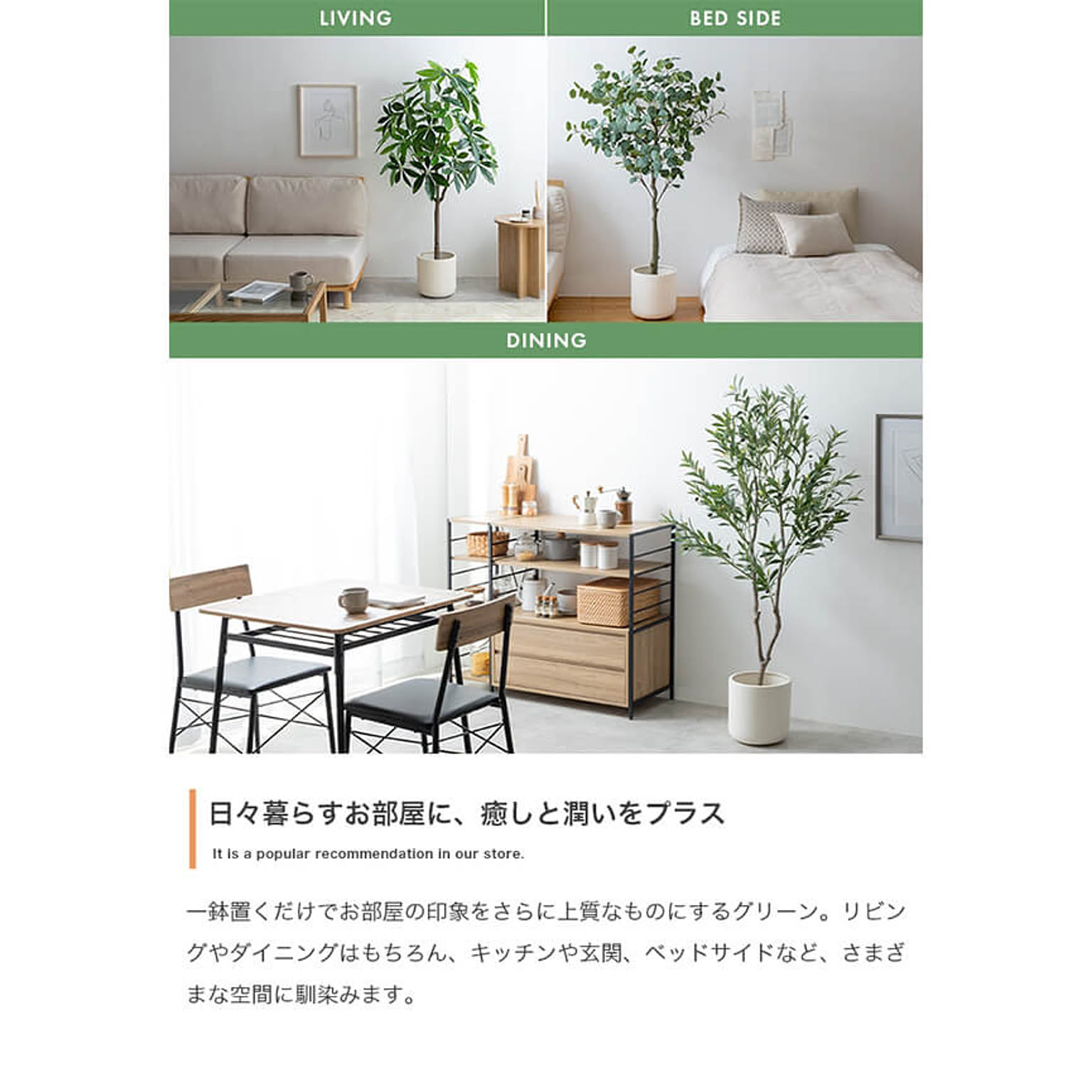 観葉植物