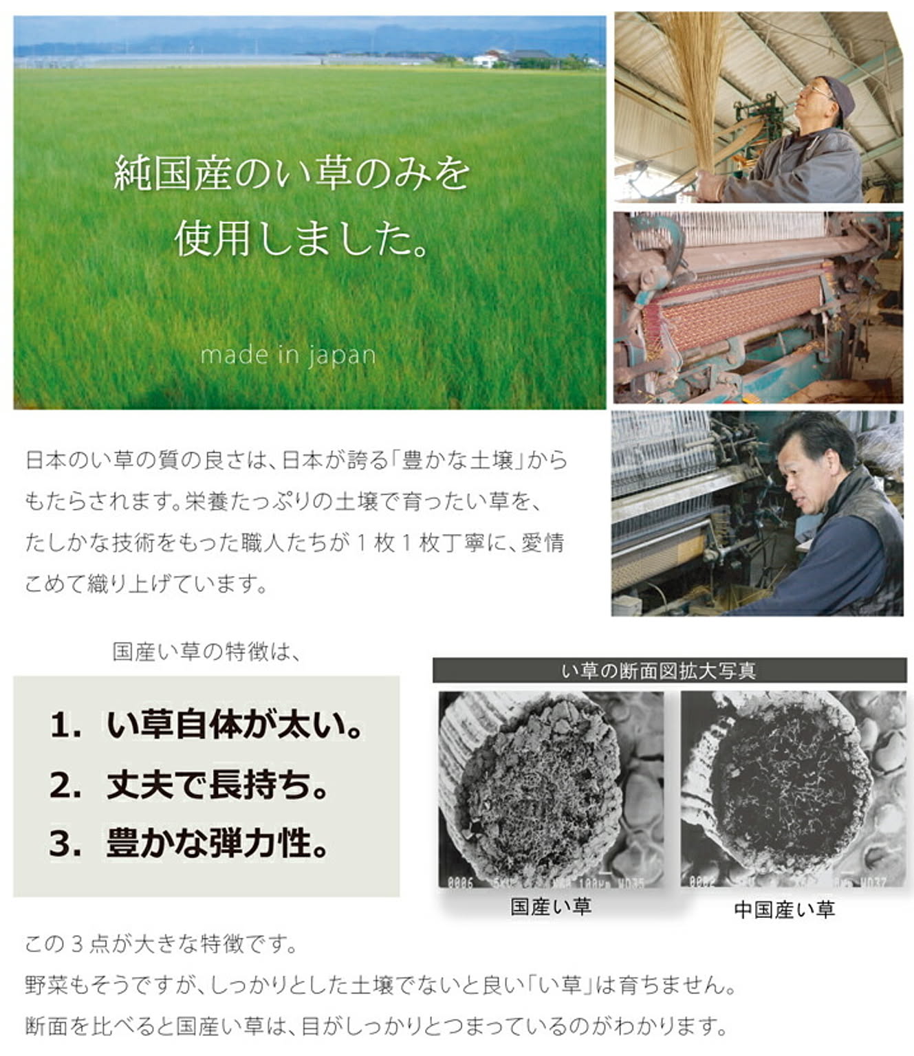 ござ・い草ラグ