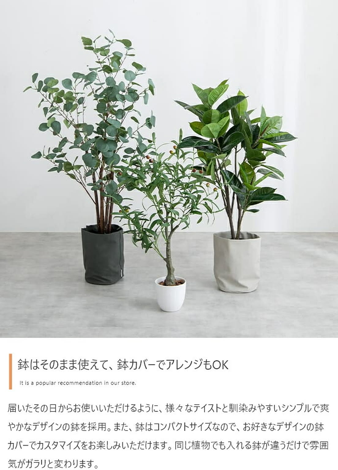 観葉植物