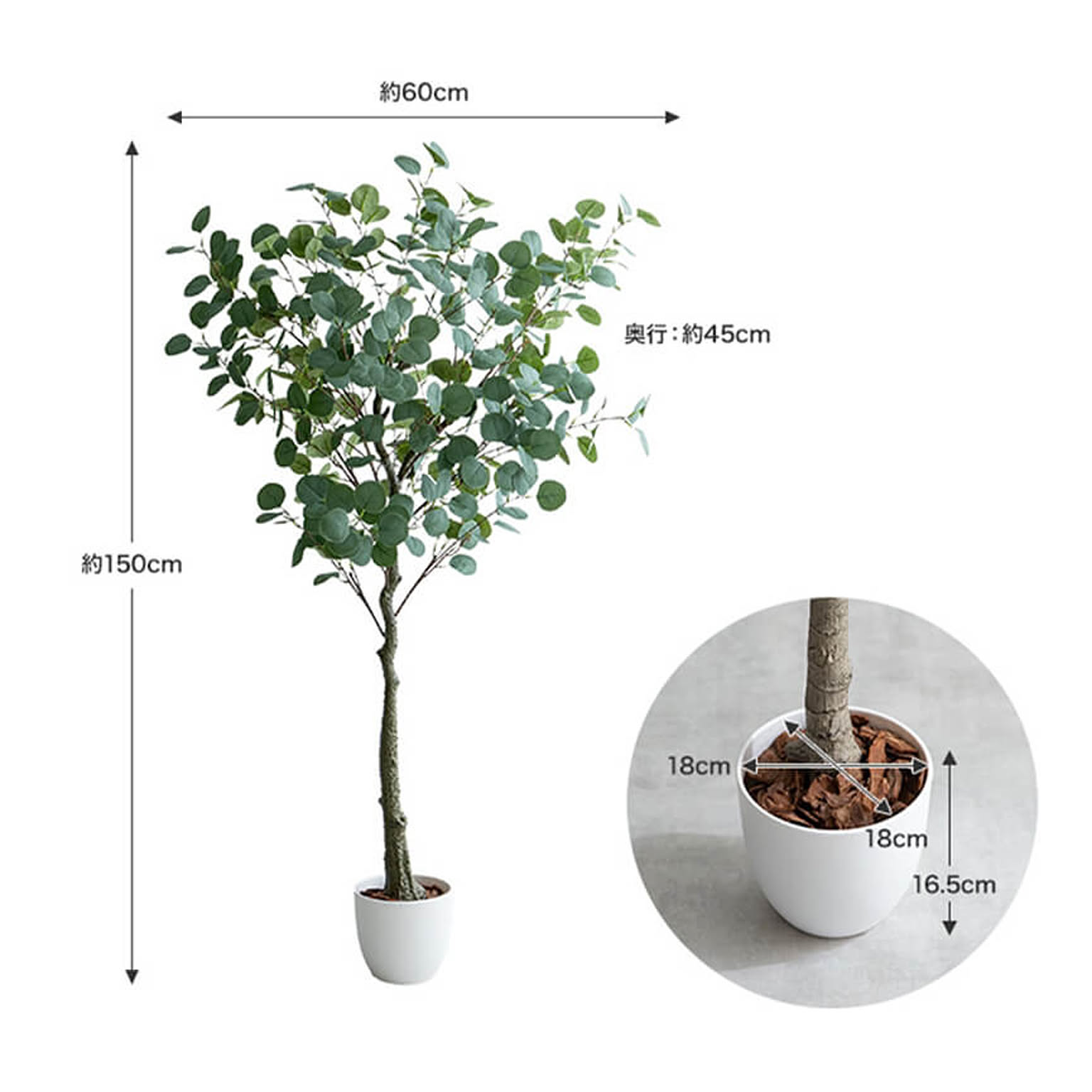 観葉植物