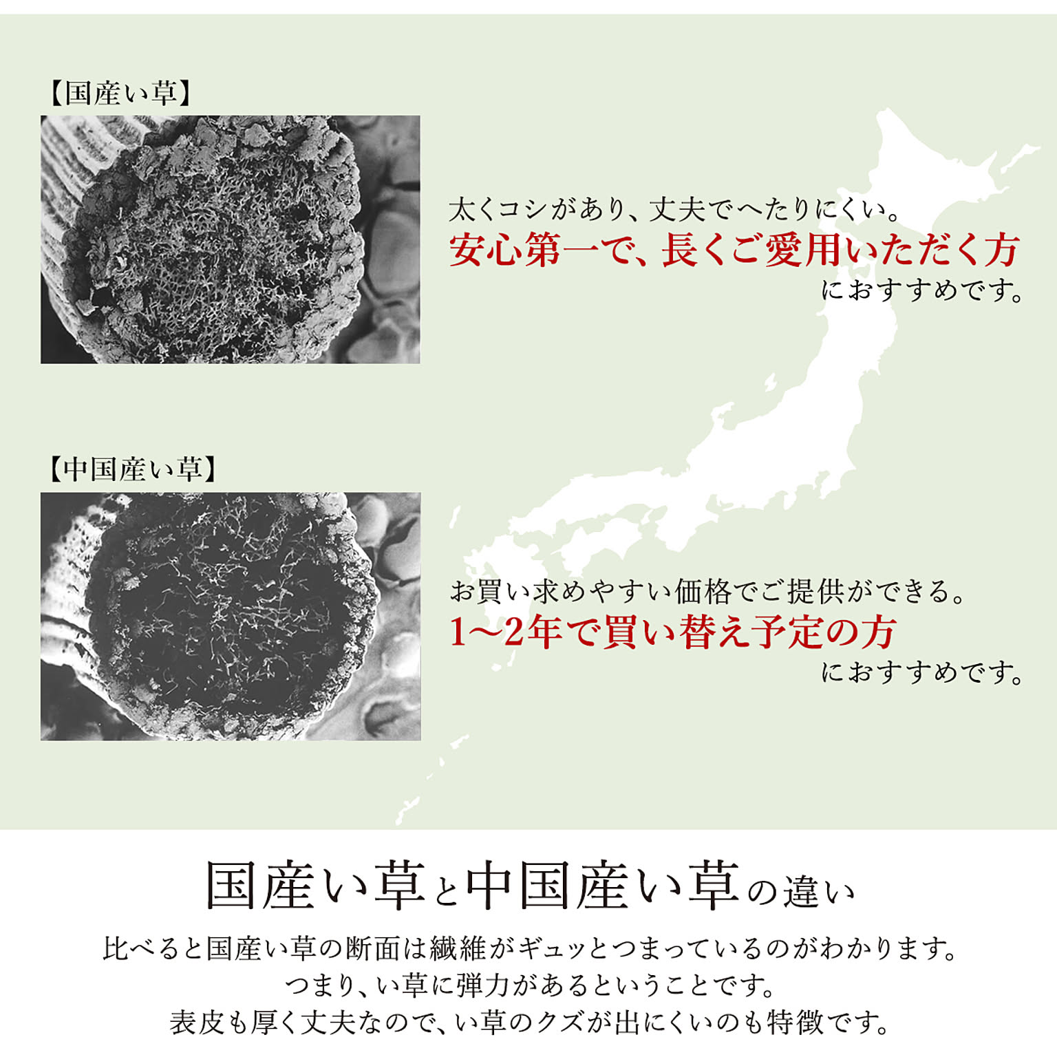 ござ・い草ラグ