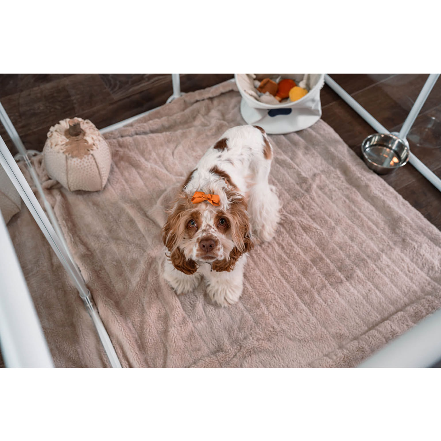 犬用インテリア・犬用家具