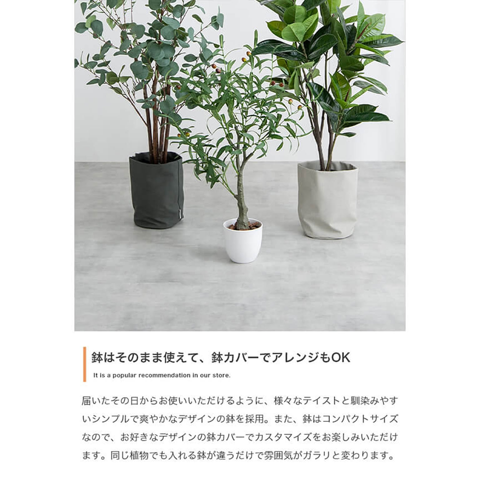 観葉植物