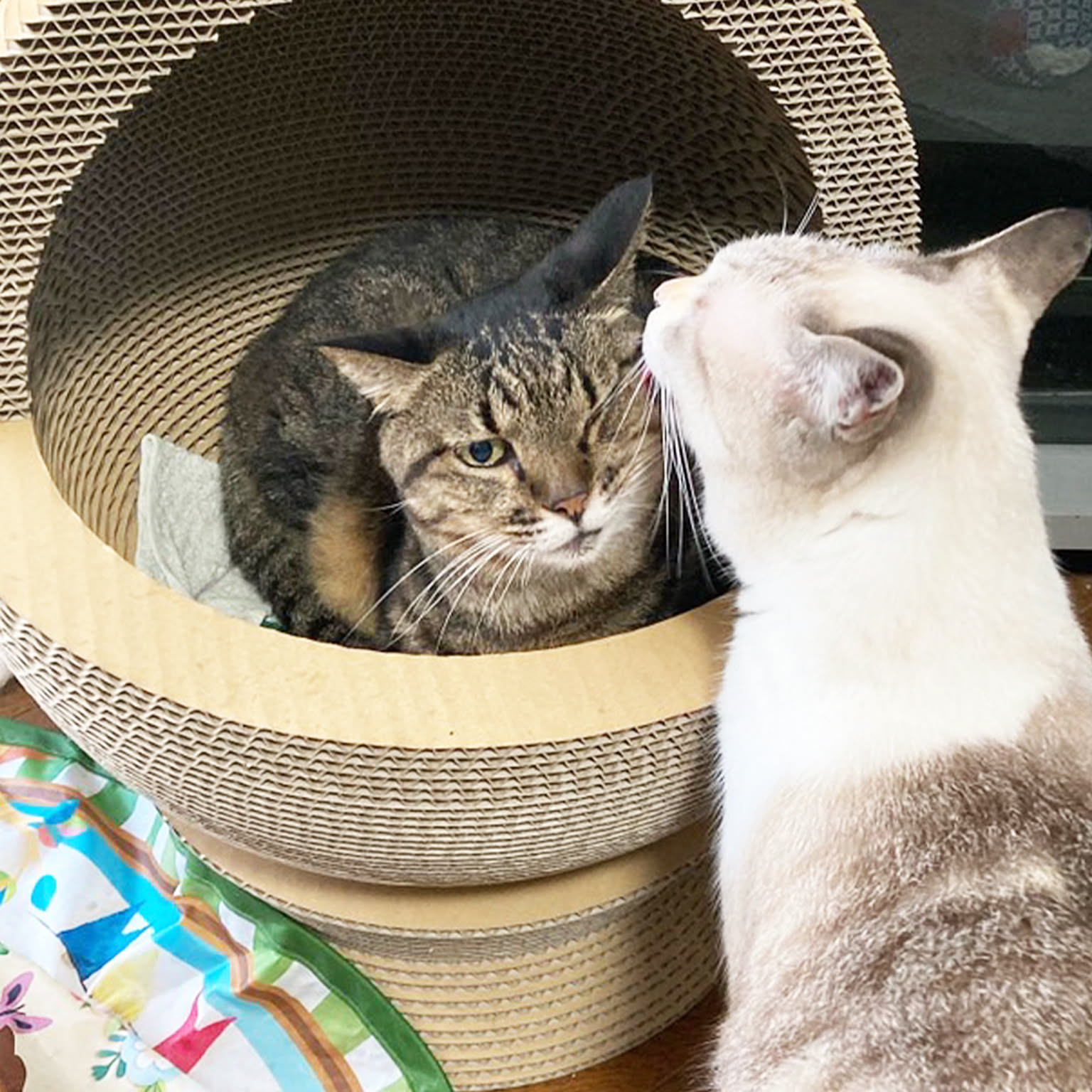 猫用インテリア・猫用家具