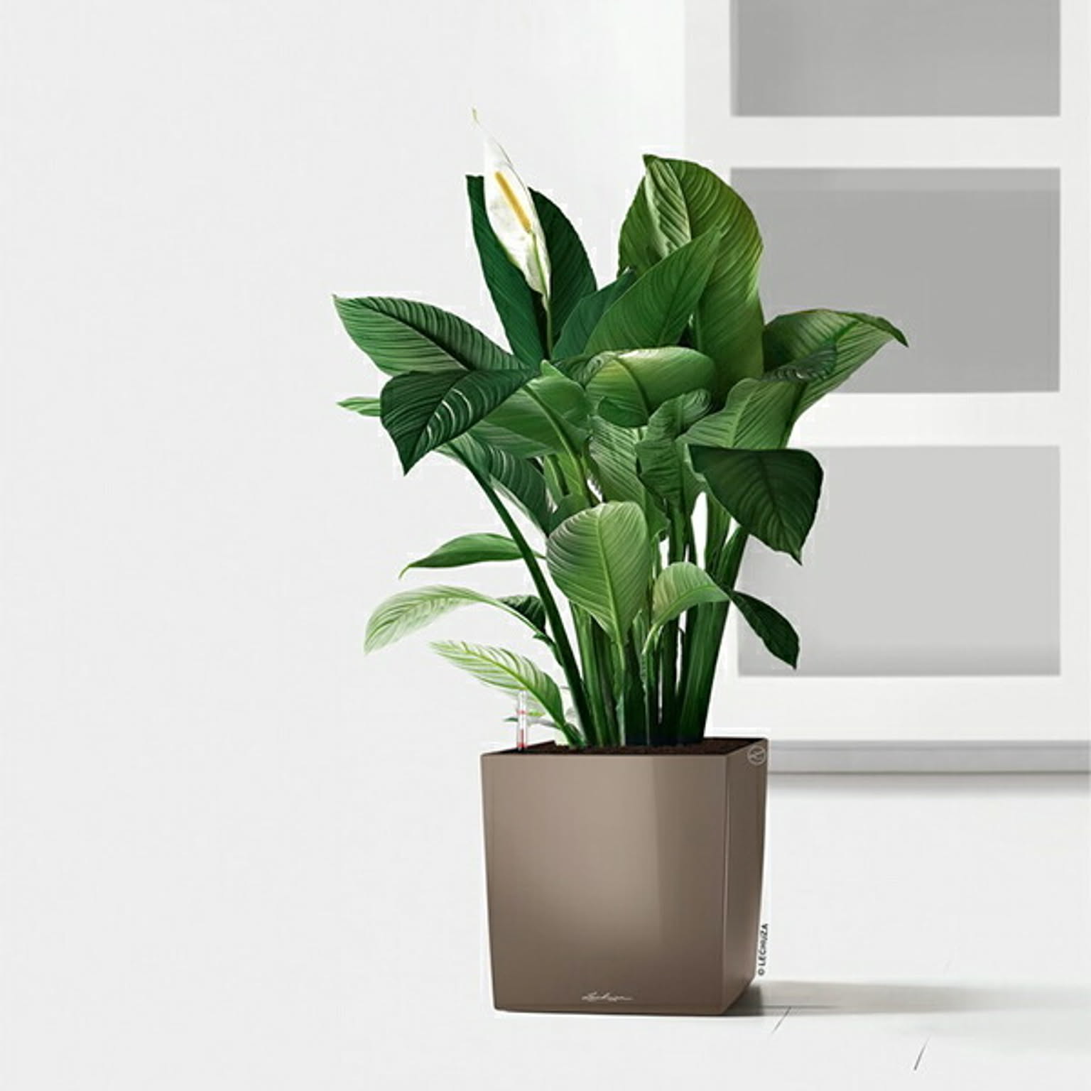 プランター・植木鉢