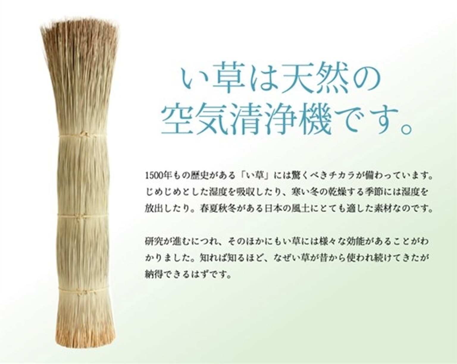 ござ・い草ラグ