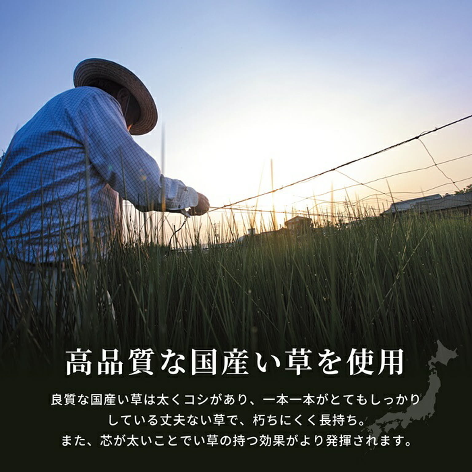 ござ・い草ラグ