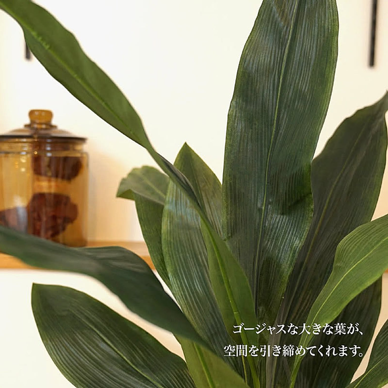 観葉植物