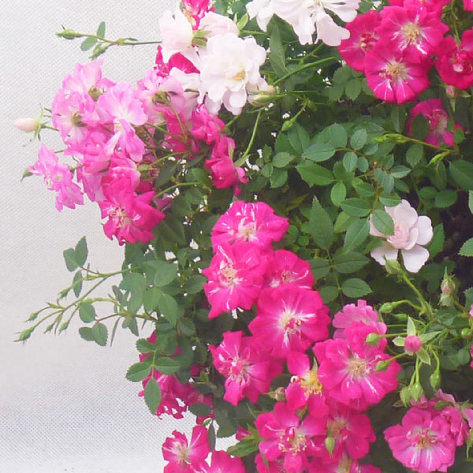 造花・アートフラワー