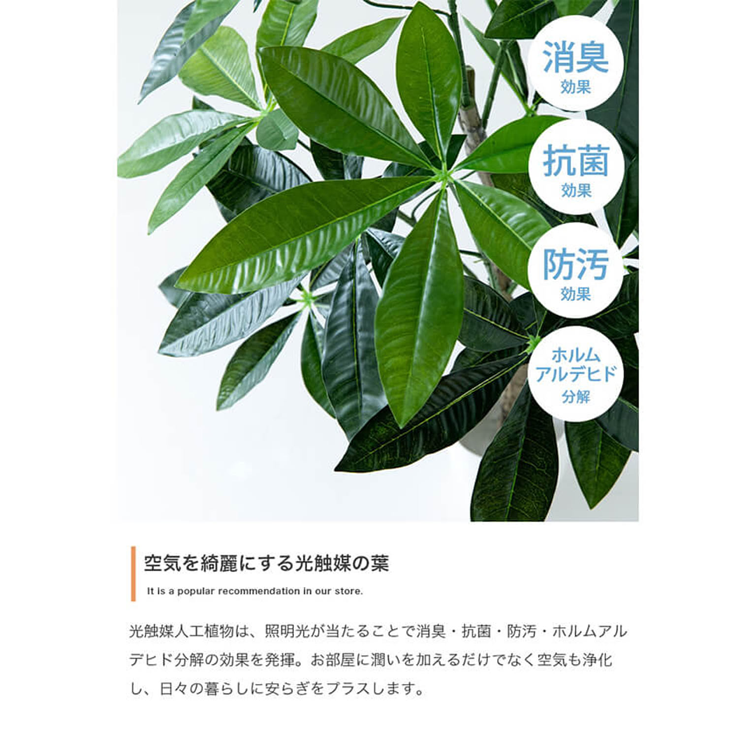 観葉植物