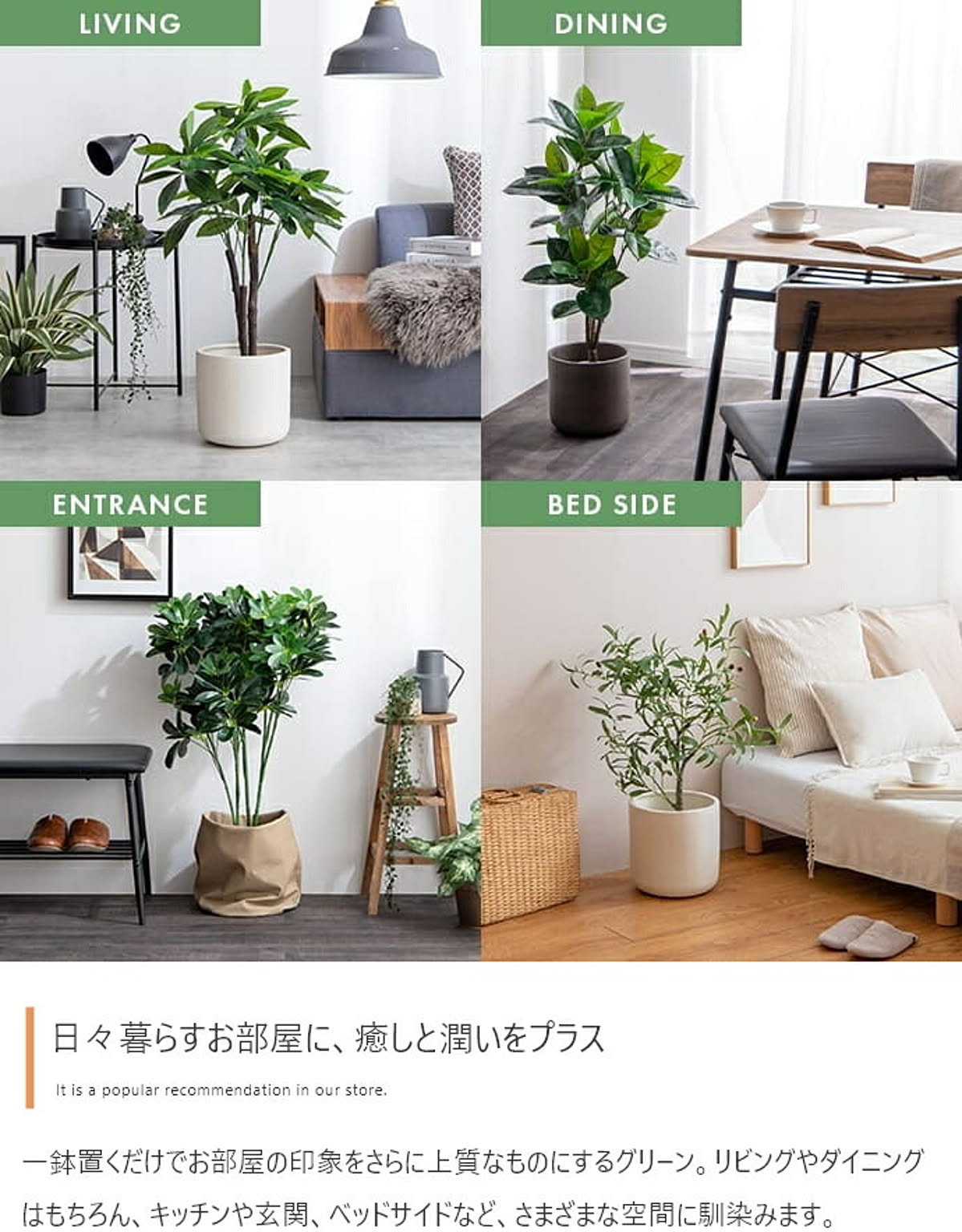 観葉植物