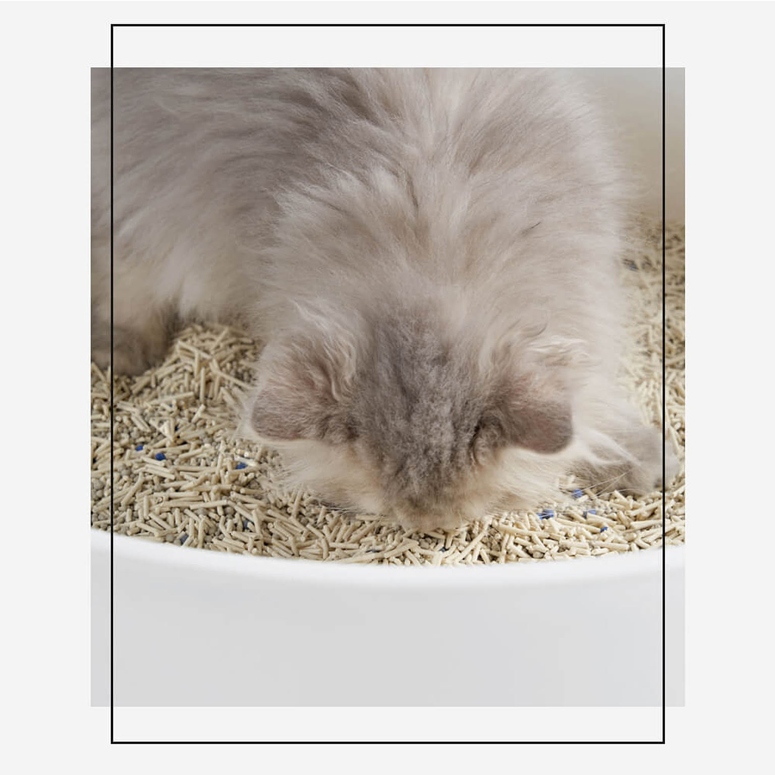 猫用インテリア・猫用家具