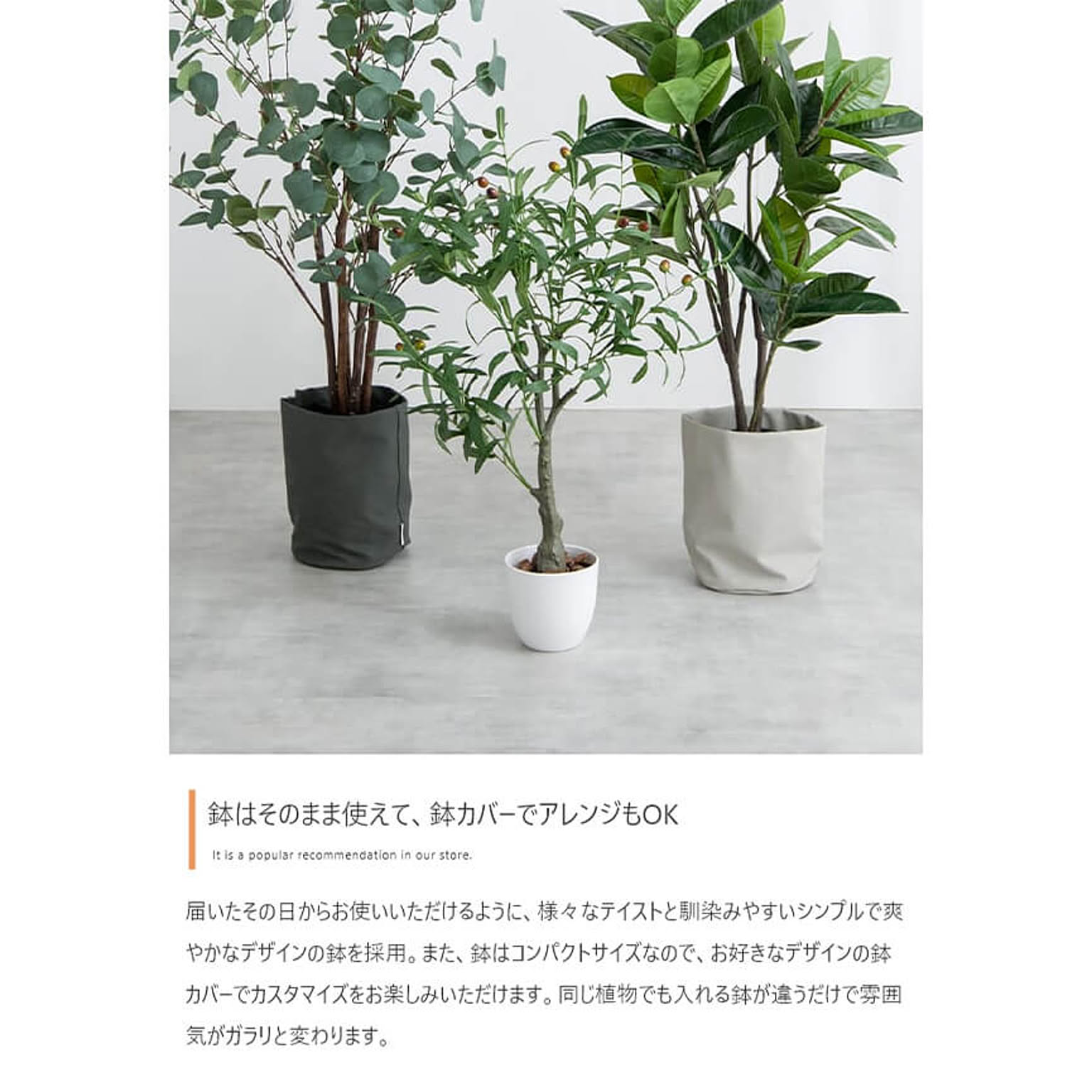 観葉植物