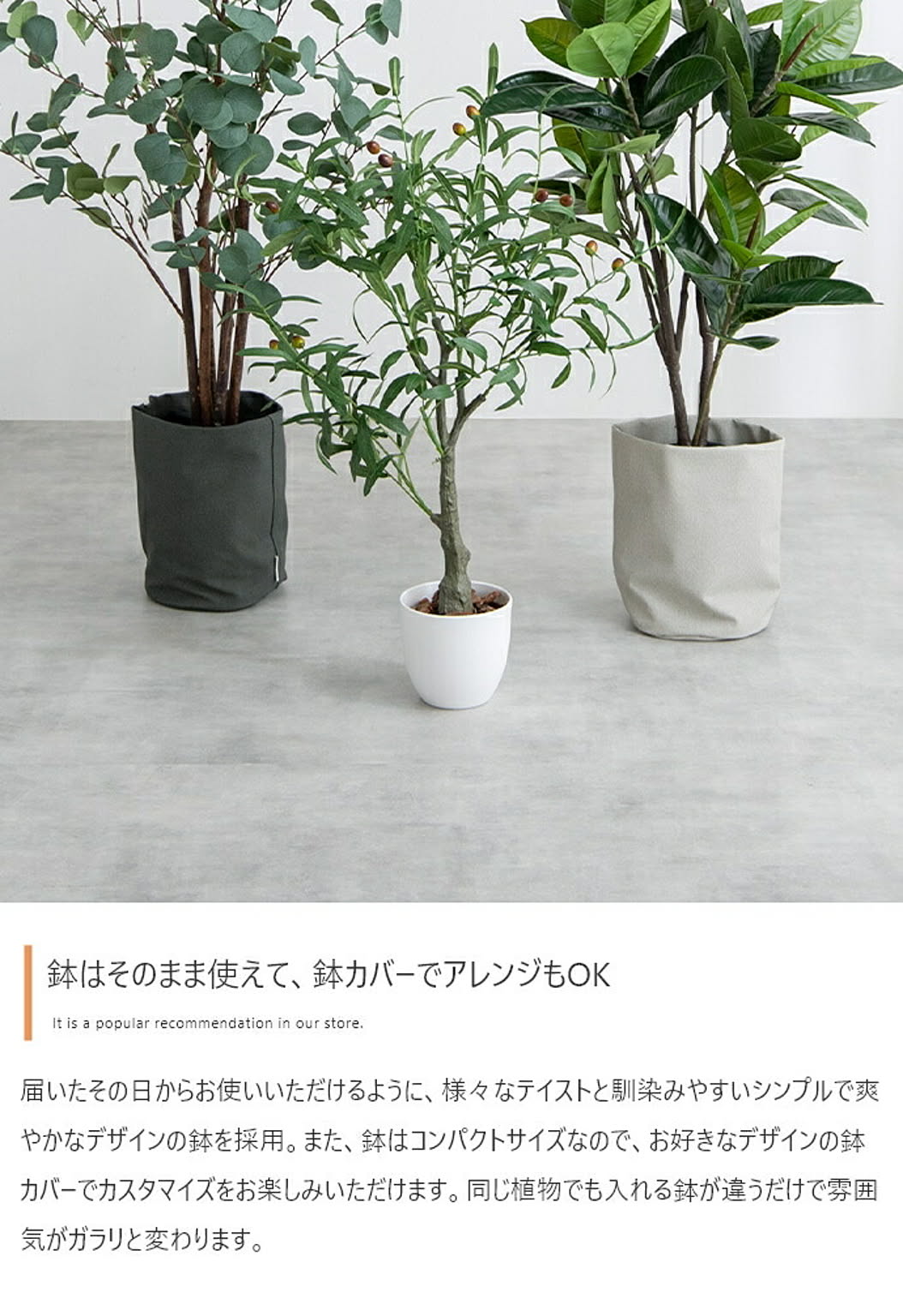観葉植物