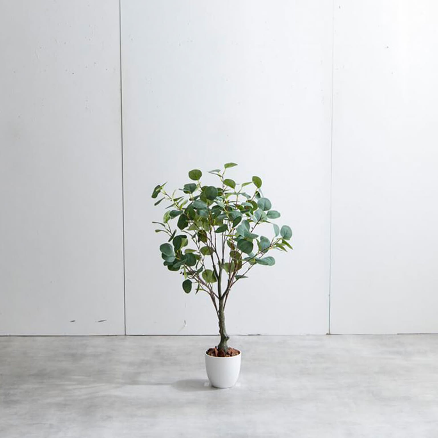 観葉植物