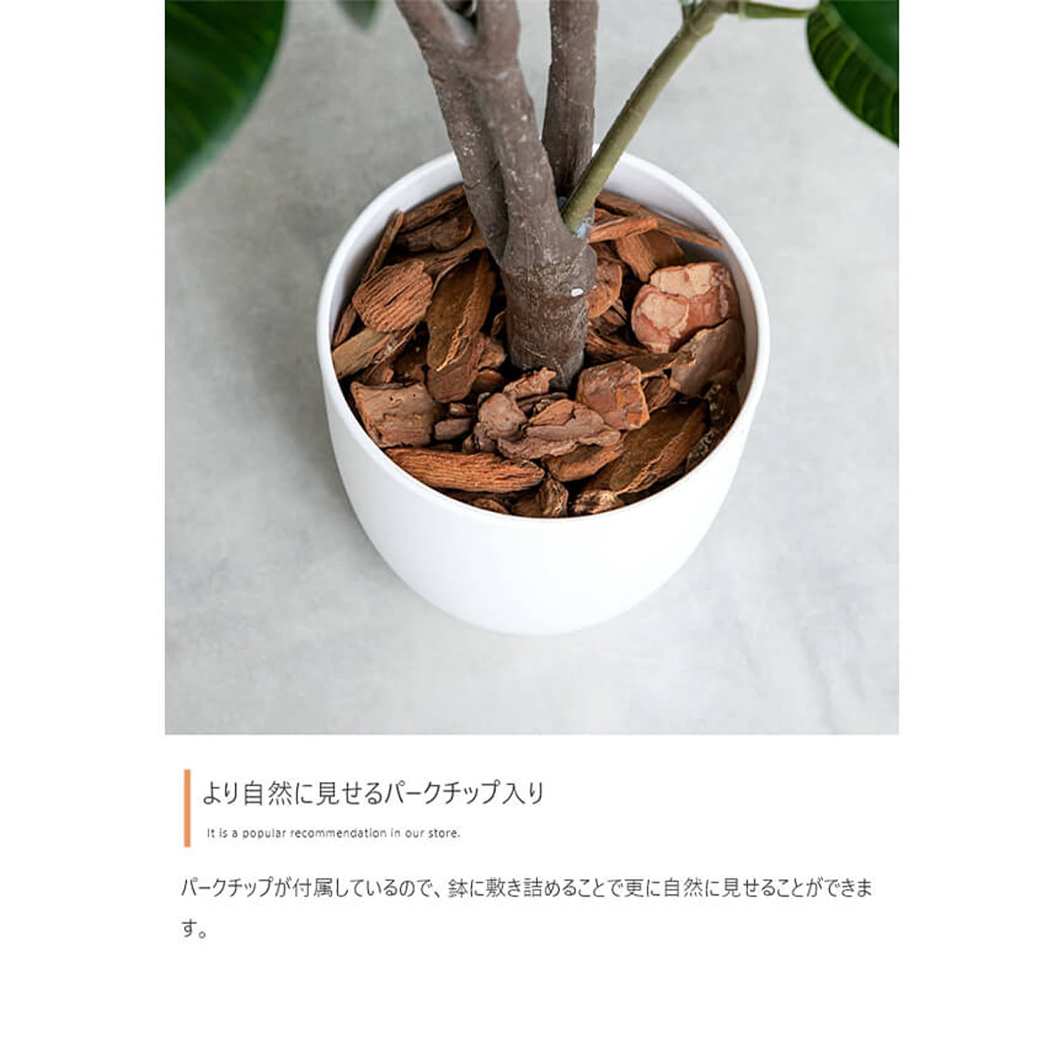 観葉植物