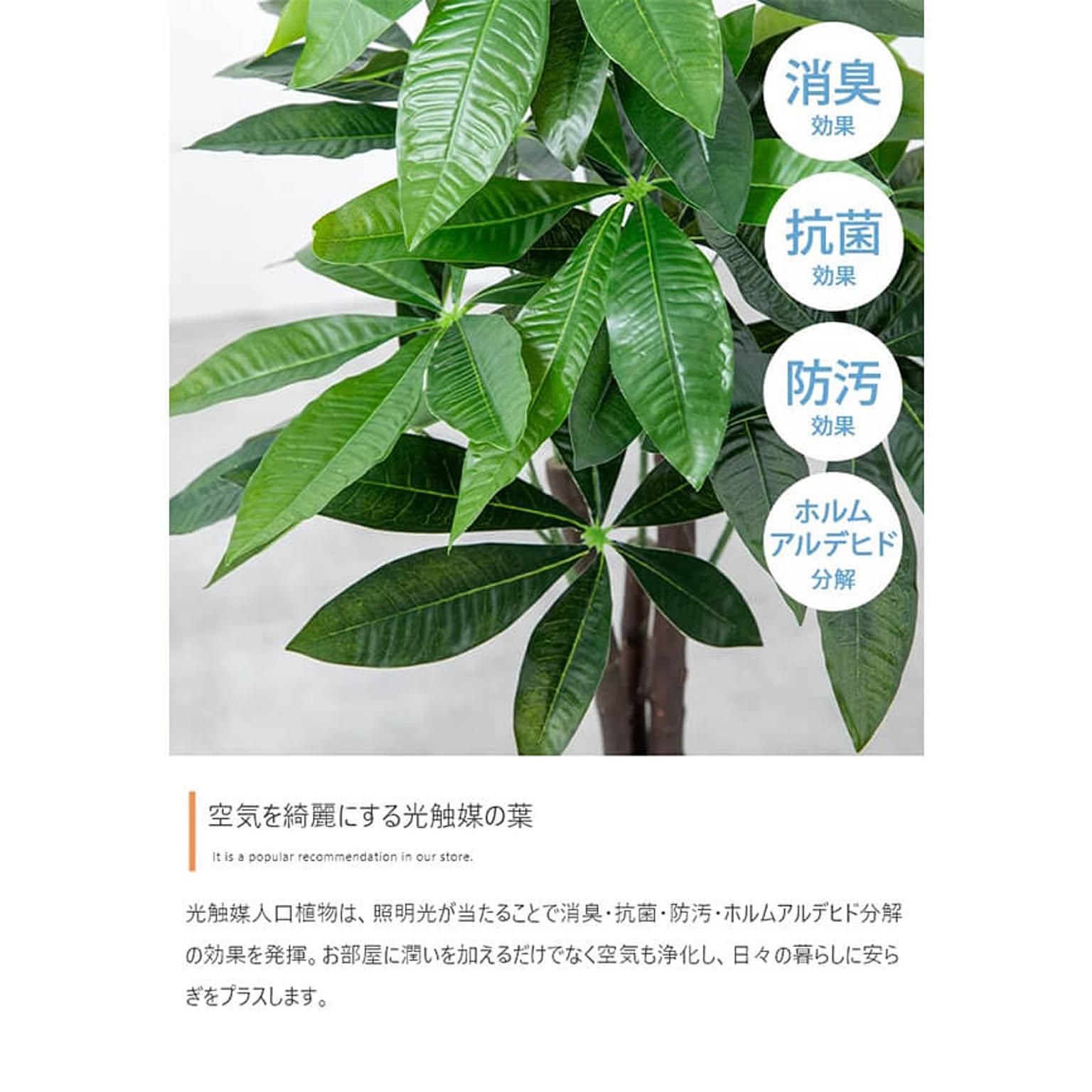 観葉植物