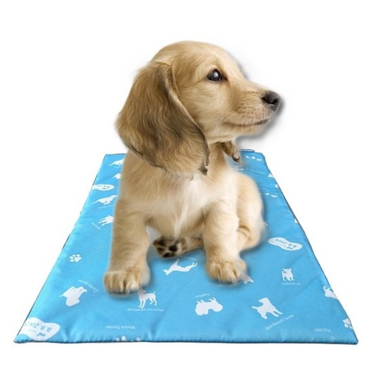 犬用インテリア・犬用家具