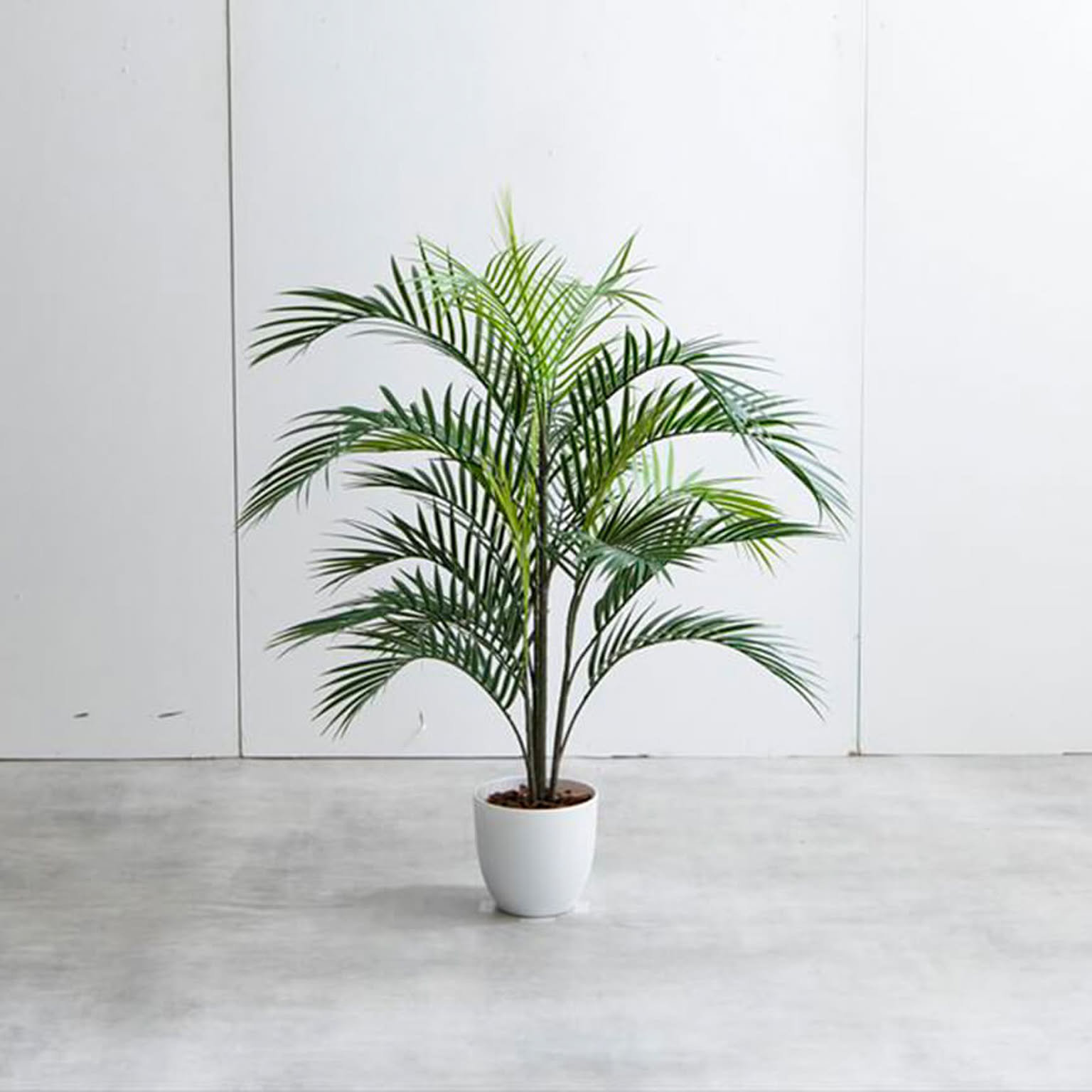 観葉植物