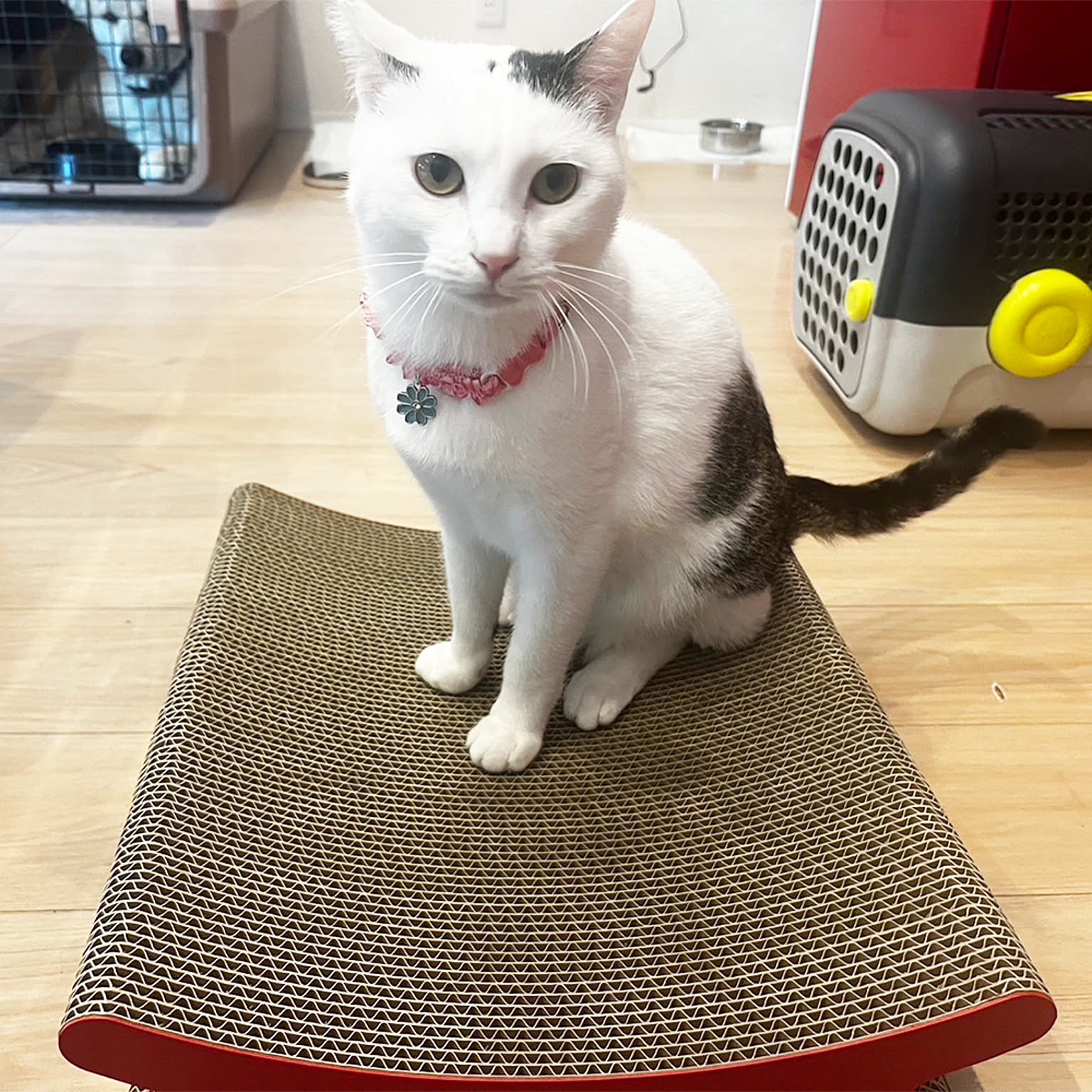 猫用インテリア・猫用家具