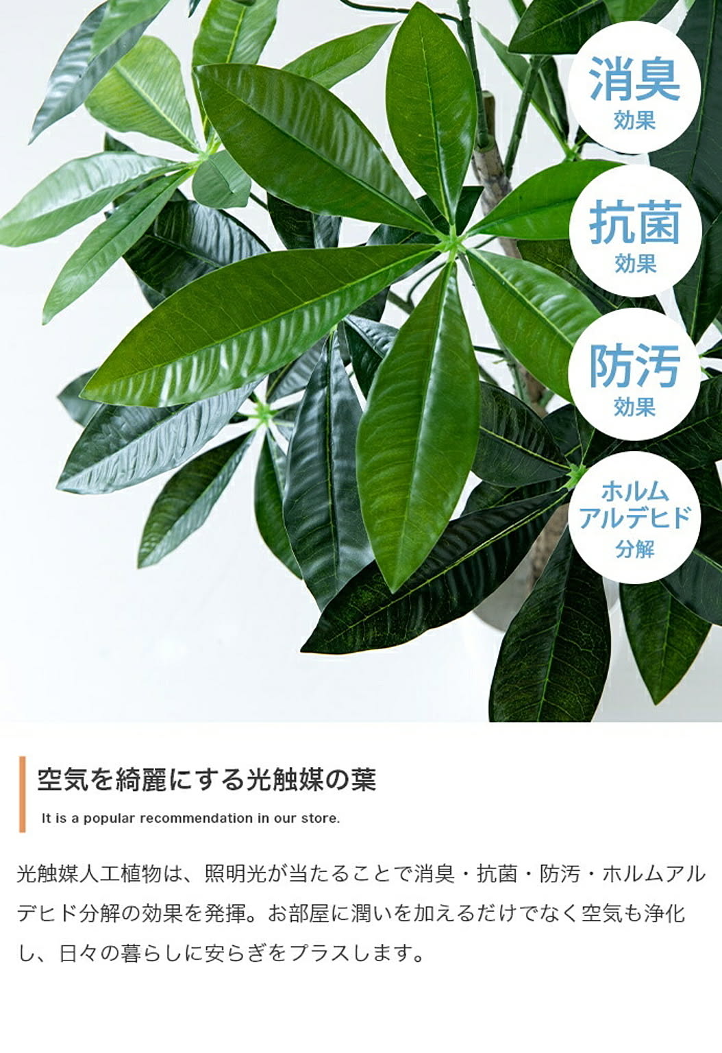 観葉植物